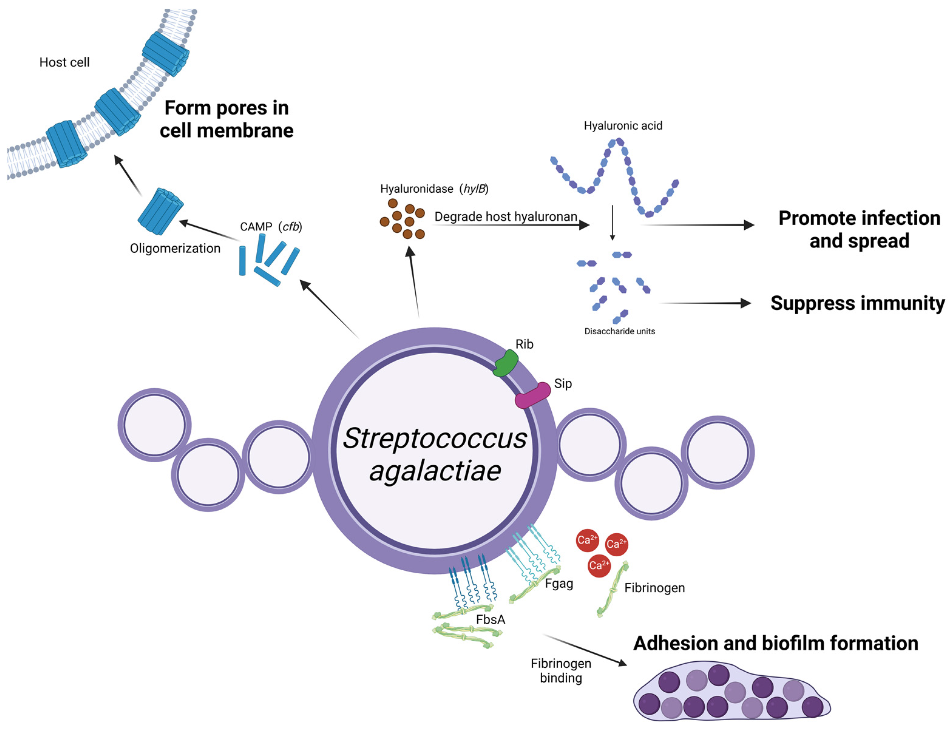 Microorganisms 13 00167 g004