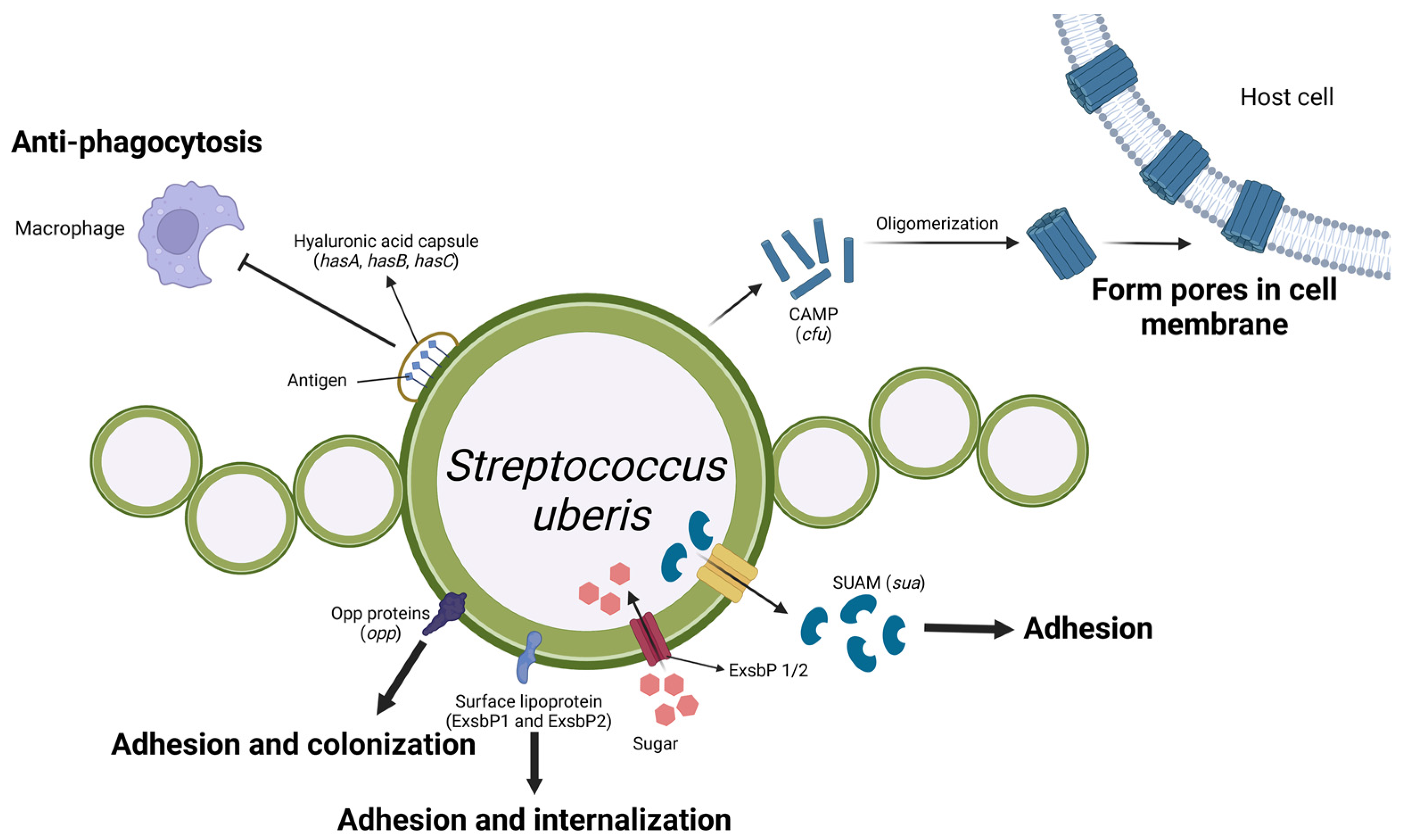 Microorganisms 13 00167 g005
