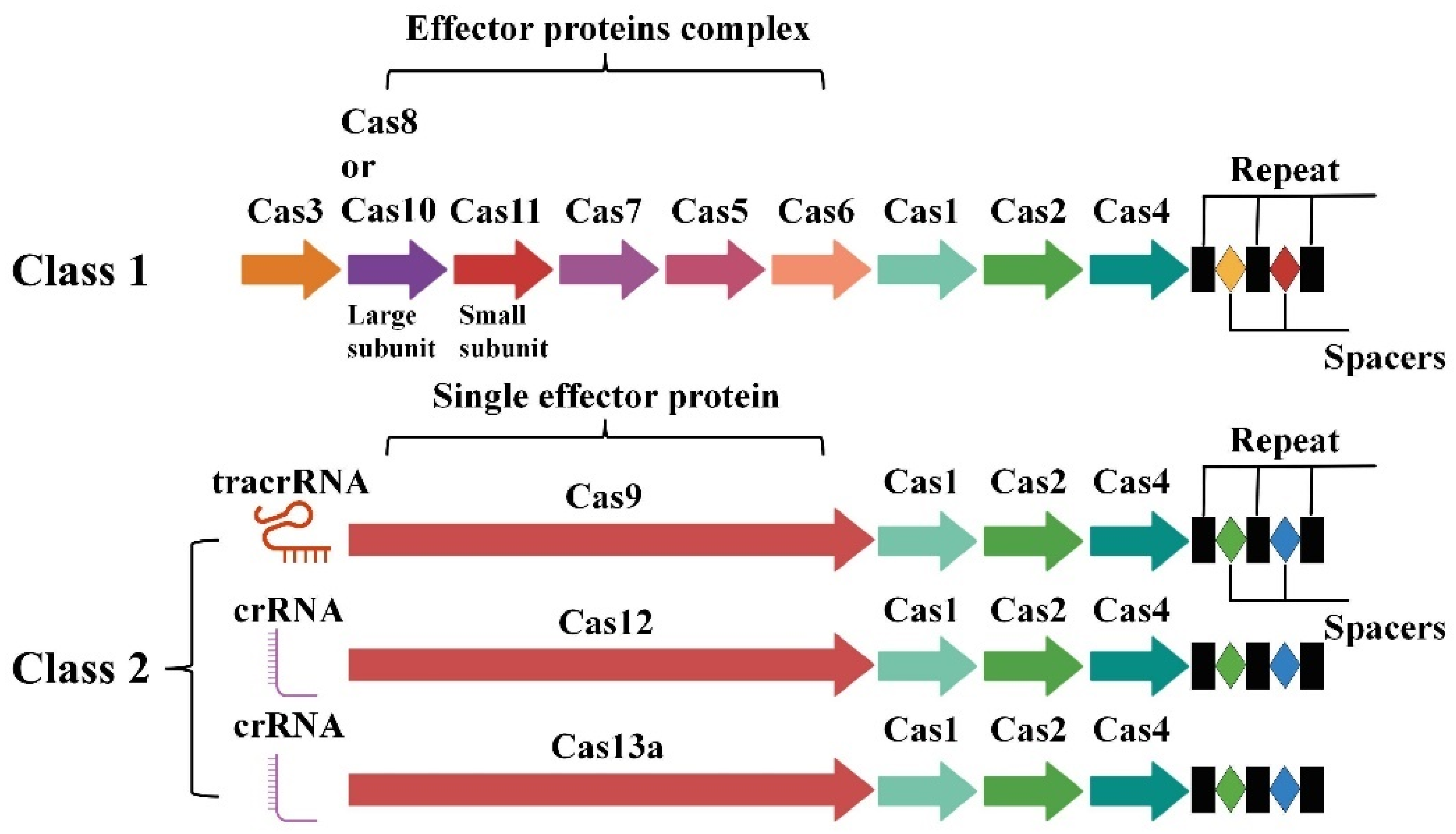 Microorganisms 13 00172 g001