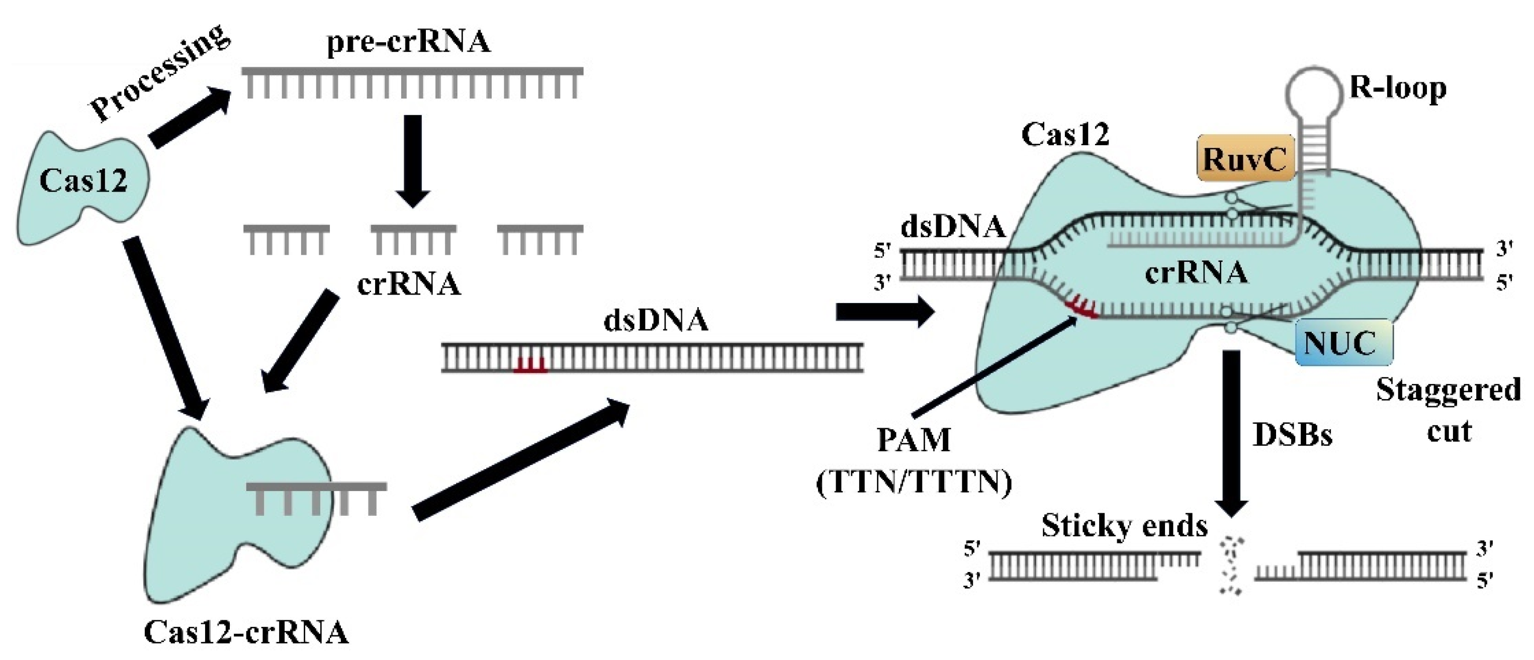 Microorganisms 13 00172 g004