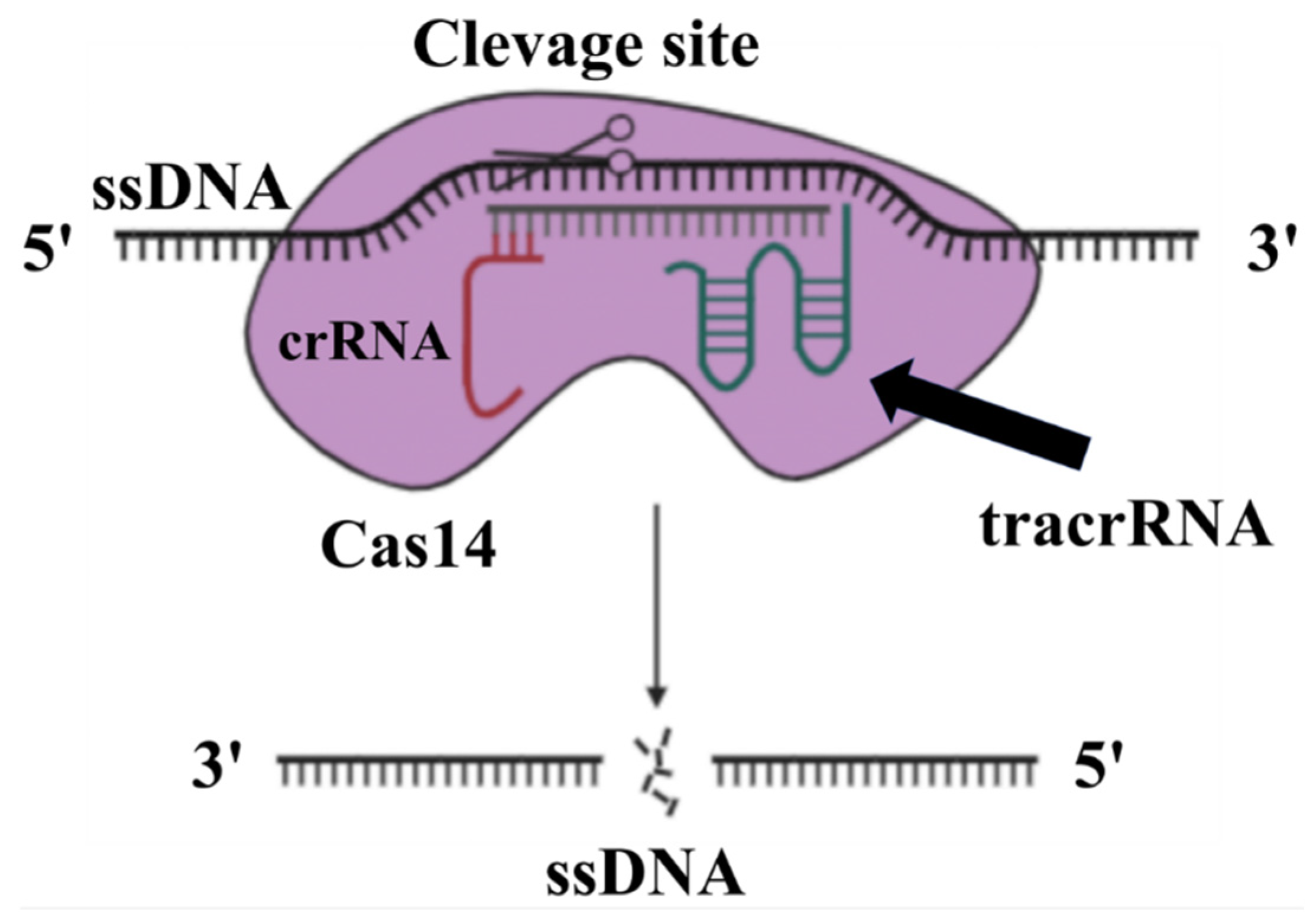 Microorganisms 13 00172 g006