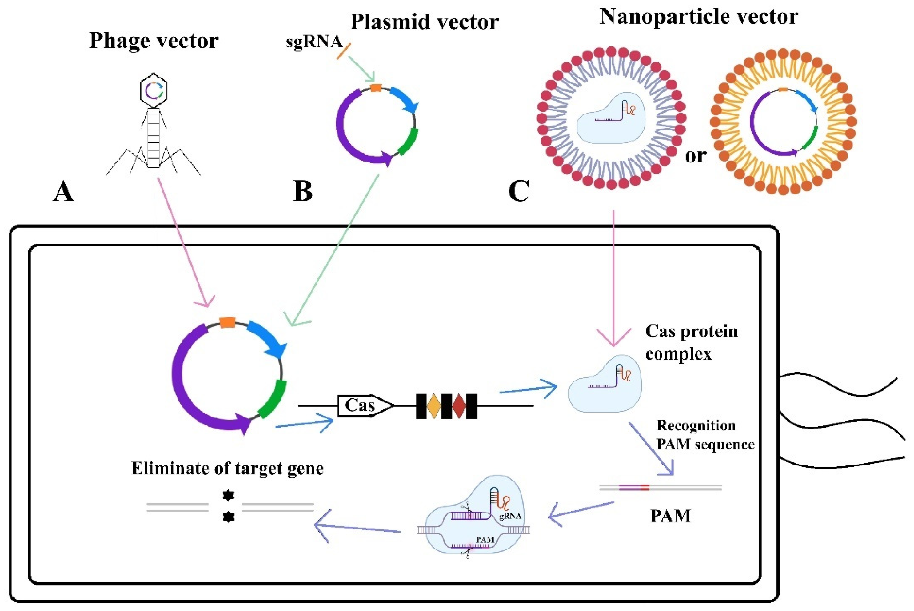 Microorganisms 13 00172 g007