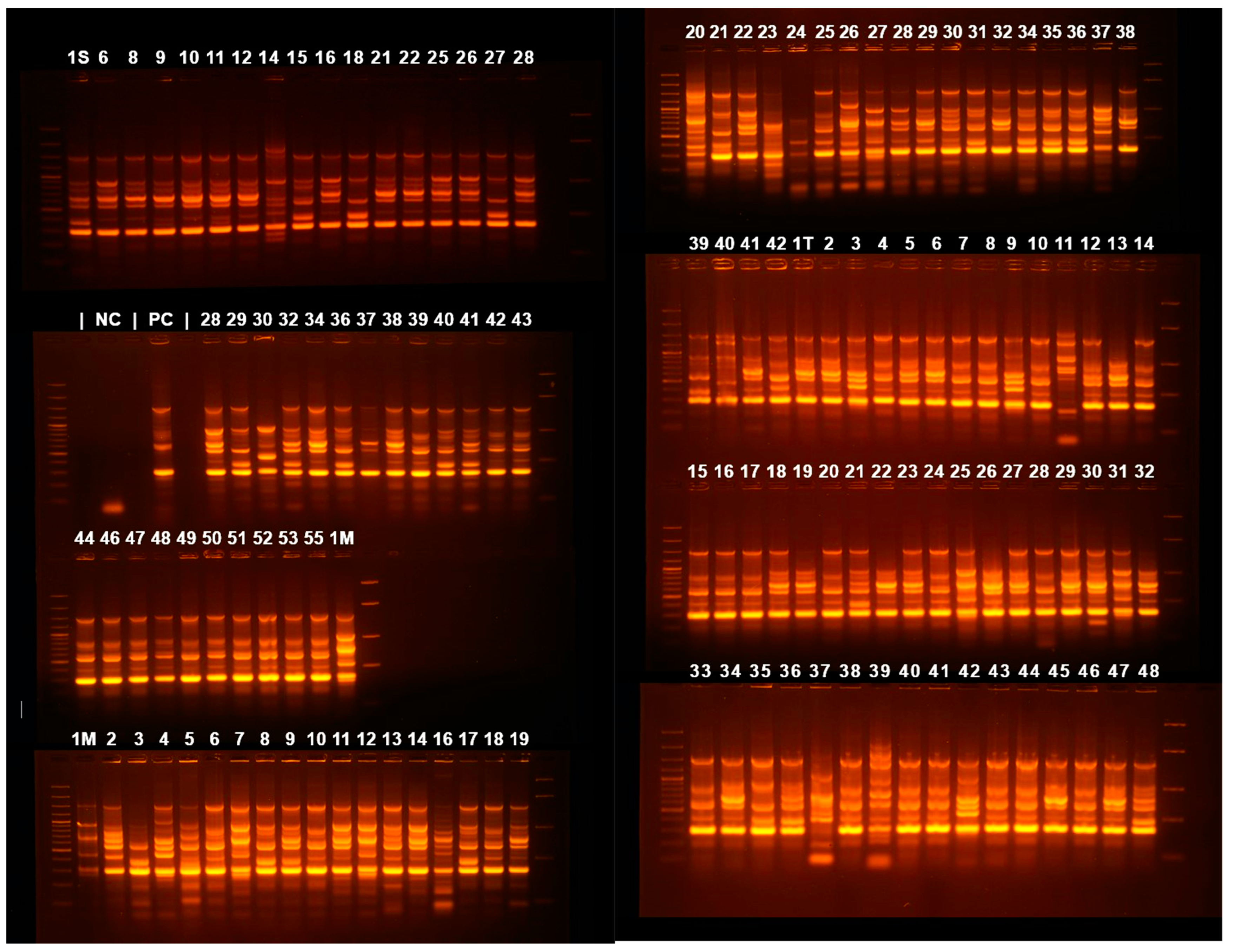 Microorganisms 13 00176 g004