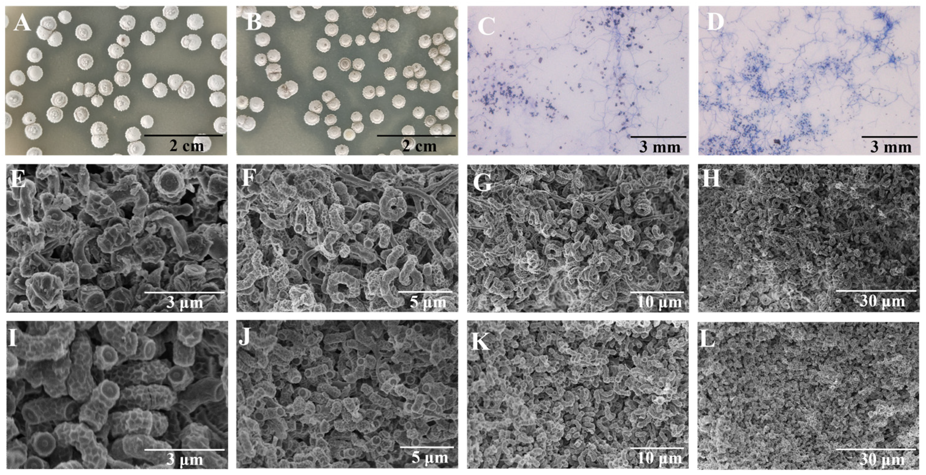 Microorganisms 13 00186 g004 Microorganisms 13 00186 g004