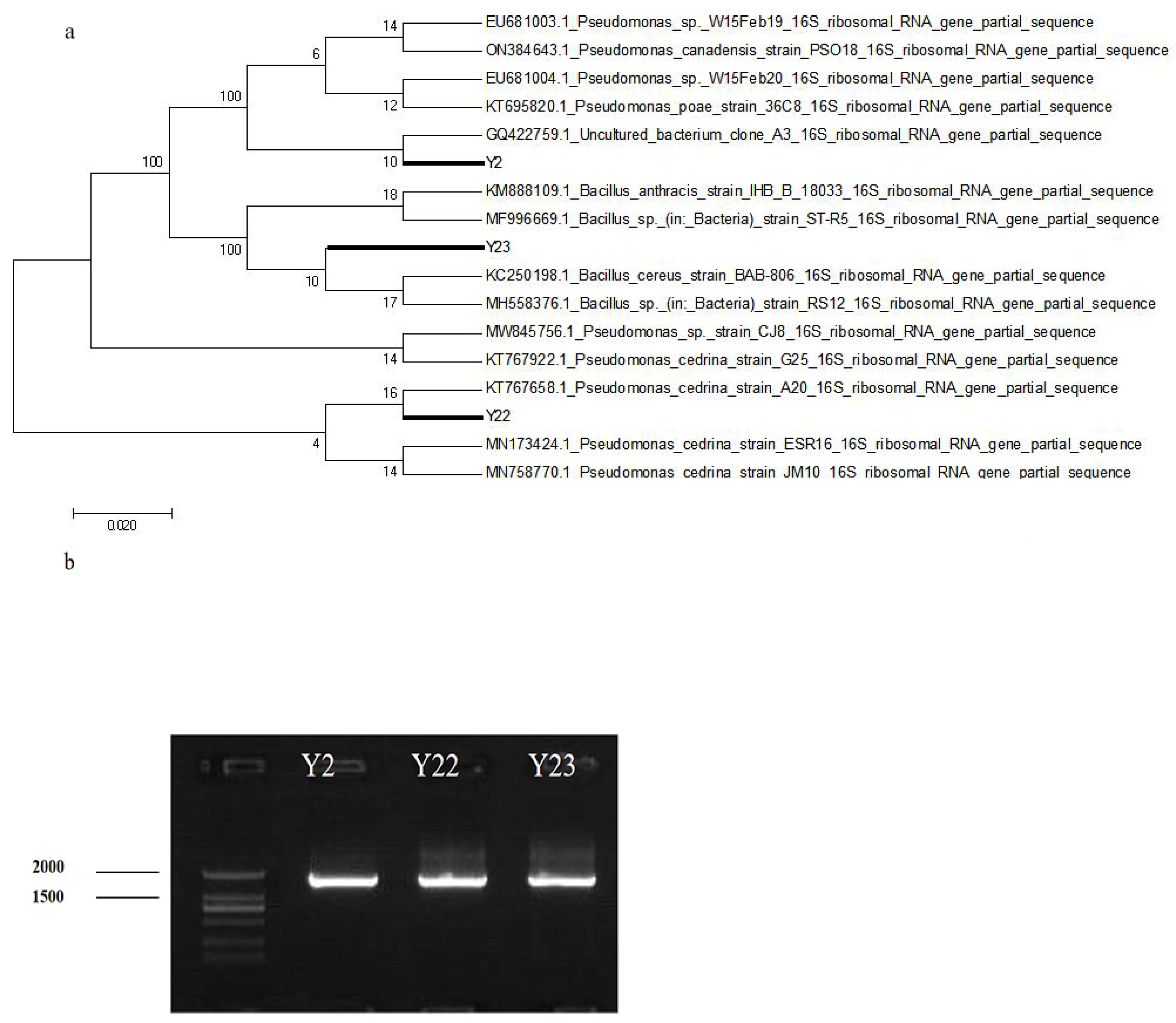 Microorganisms 13 00210 g002