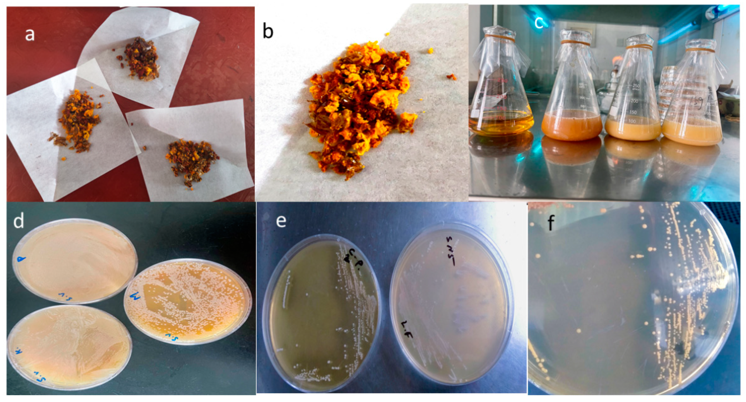 Microorganisms 13 00216 g001
