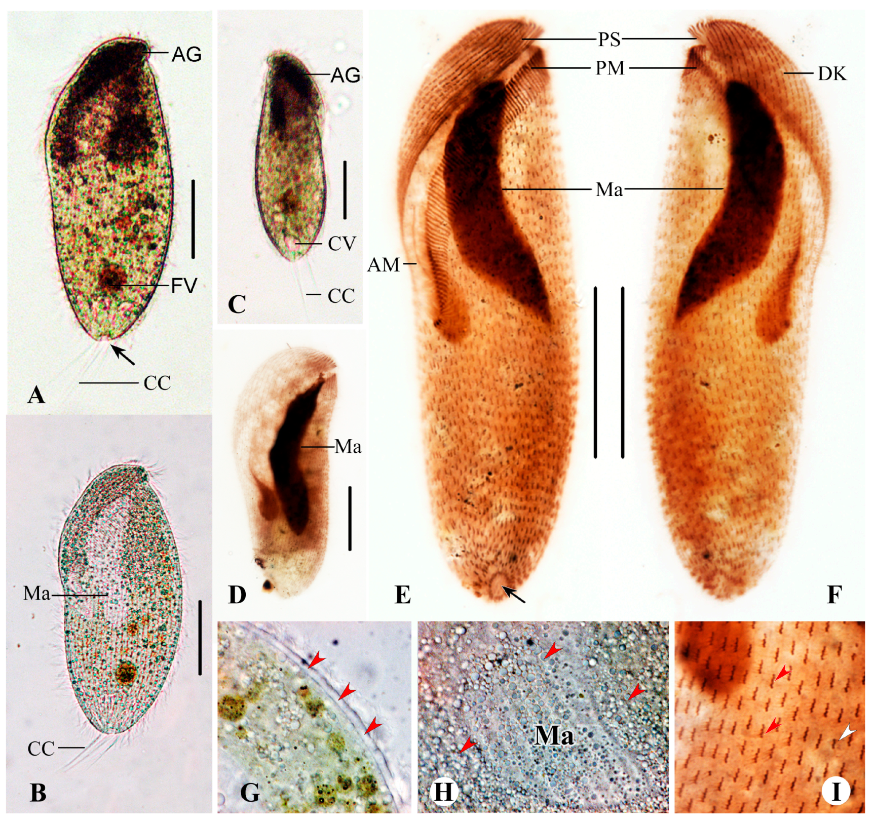 Microorganisms 13 00240 g008
