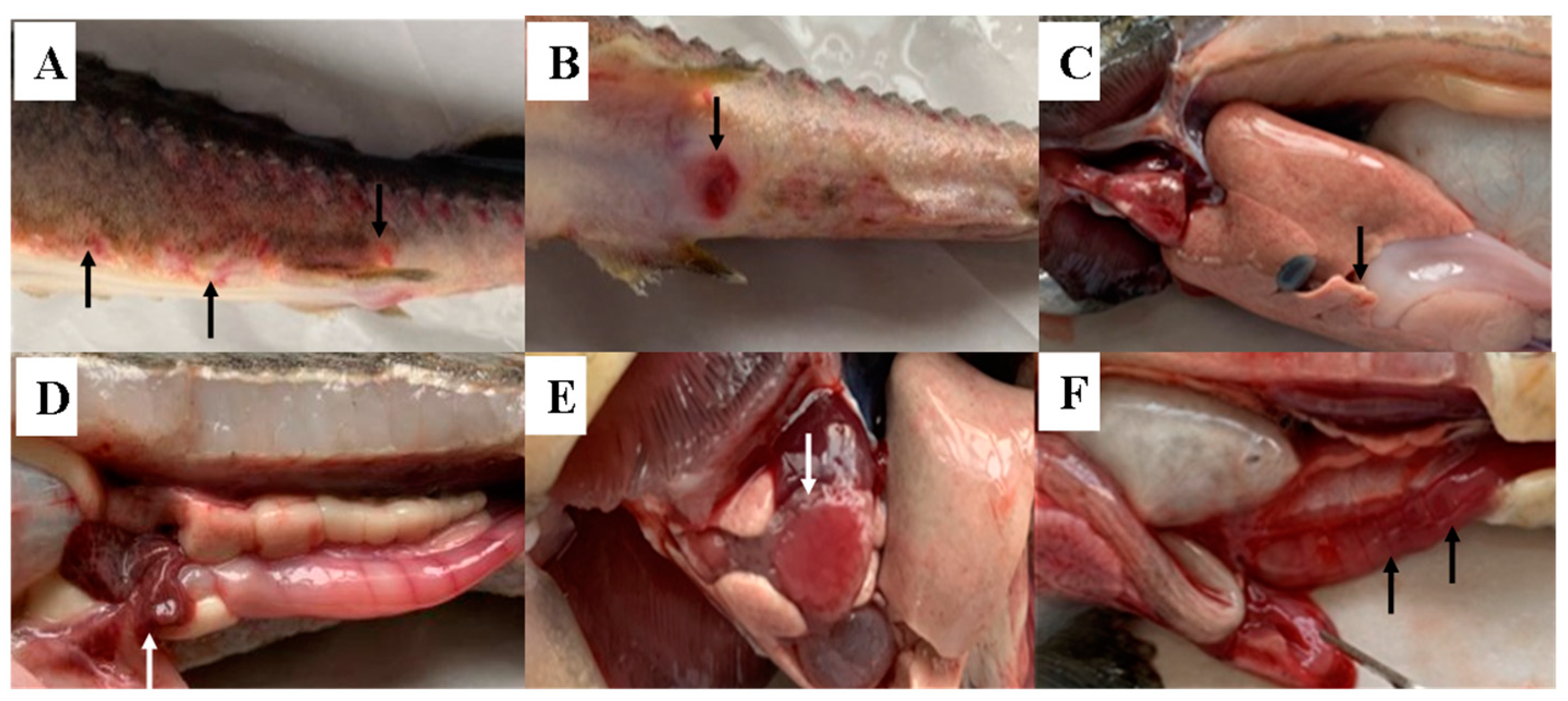 Microorganisms 13 00278 g001