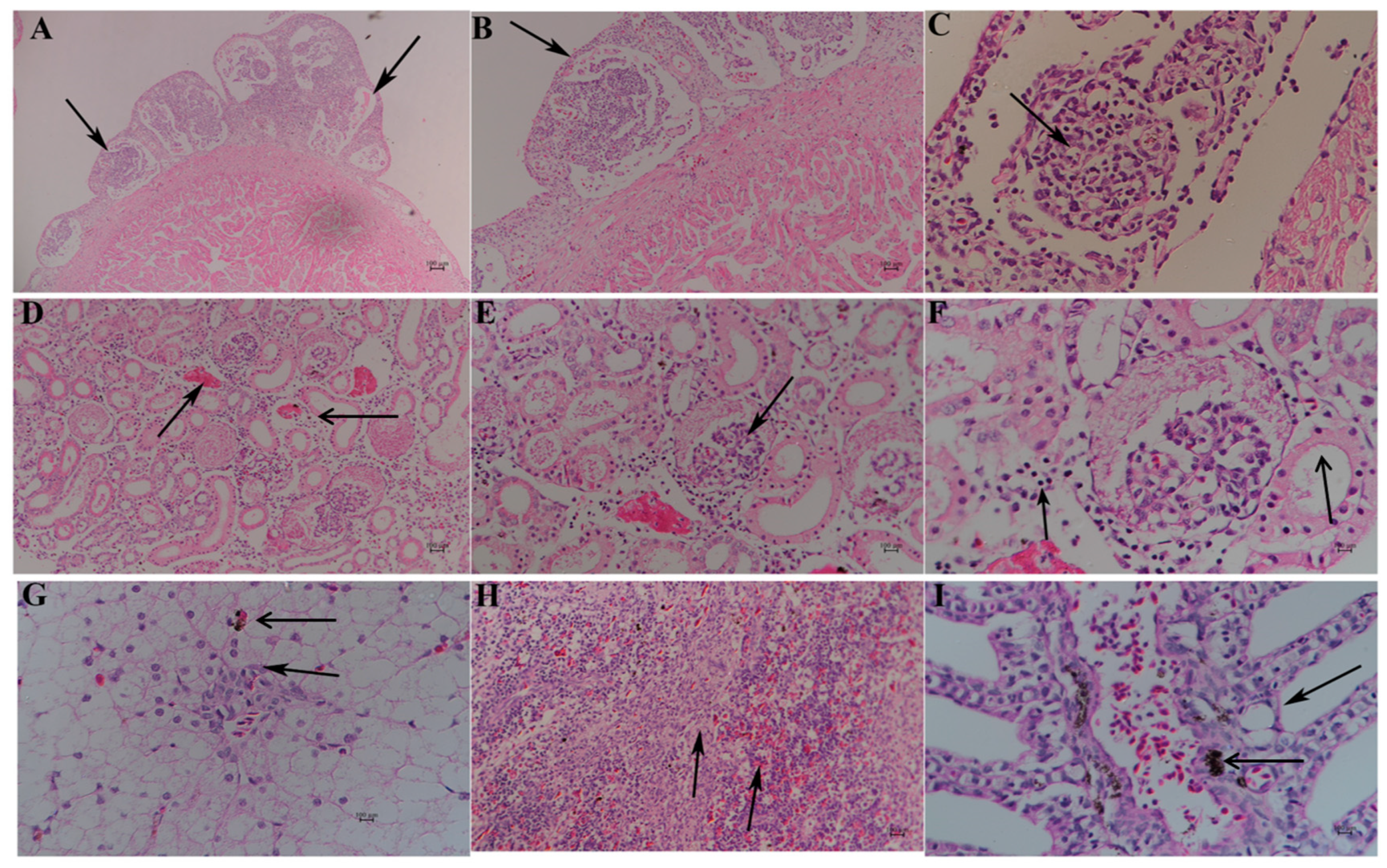 Microorganisms 13 00278 g006