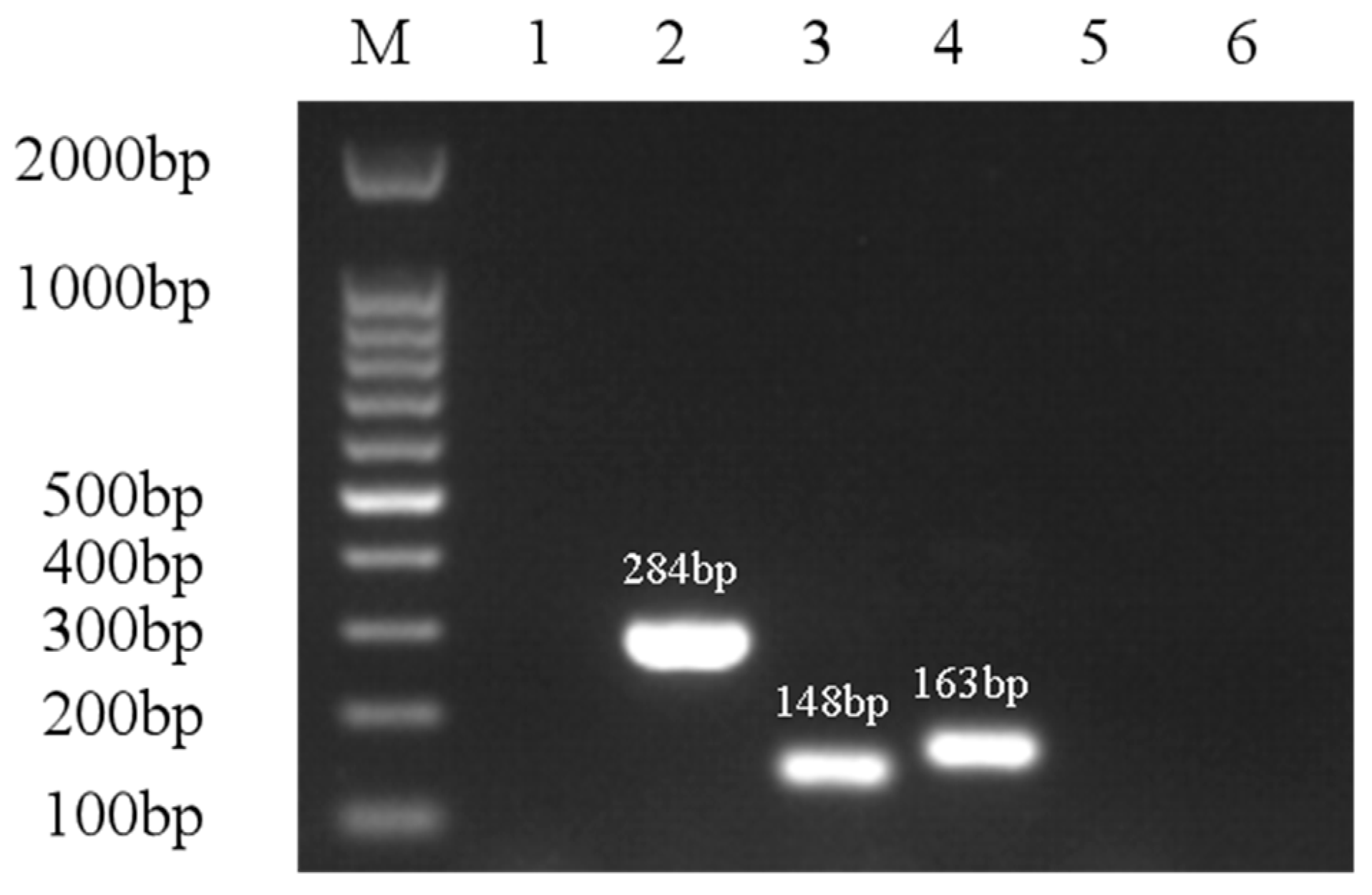 Microorganisms 13 00278 g007
