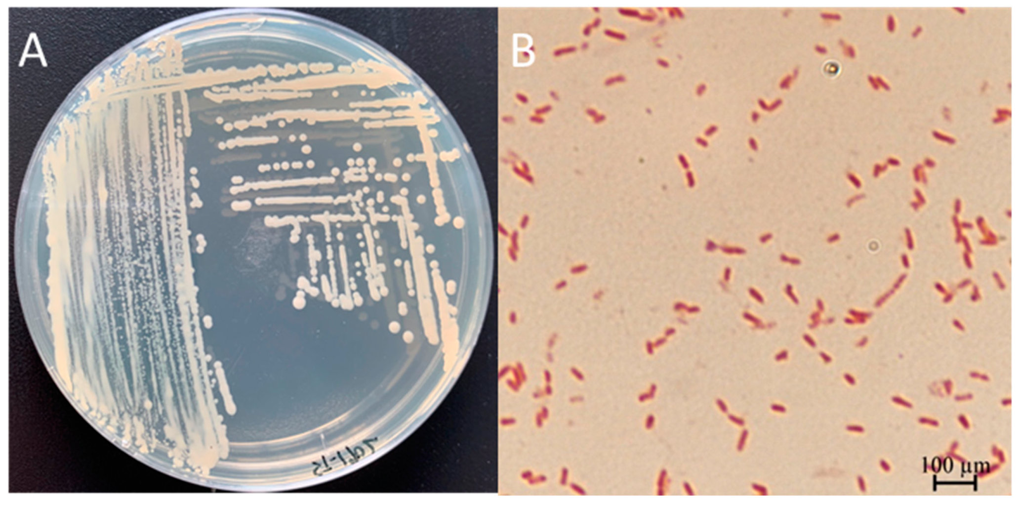 Microorganisms 13 00278 g0a1