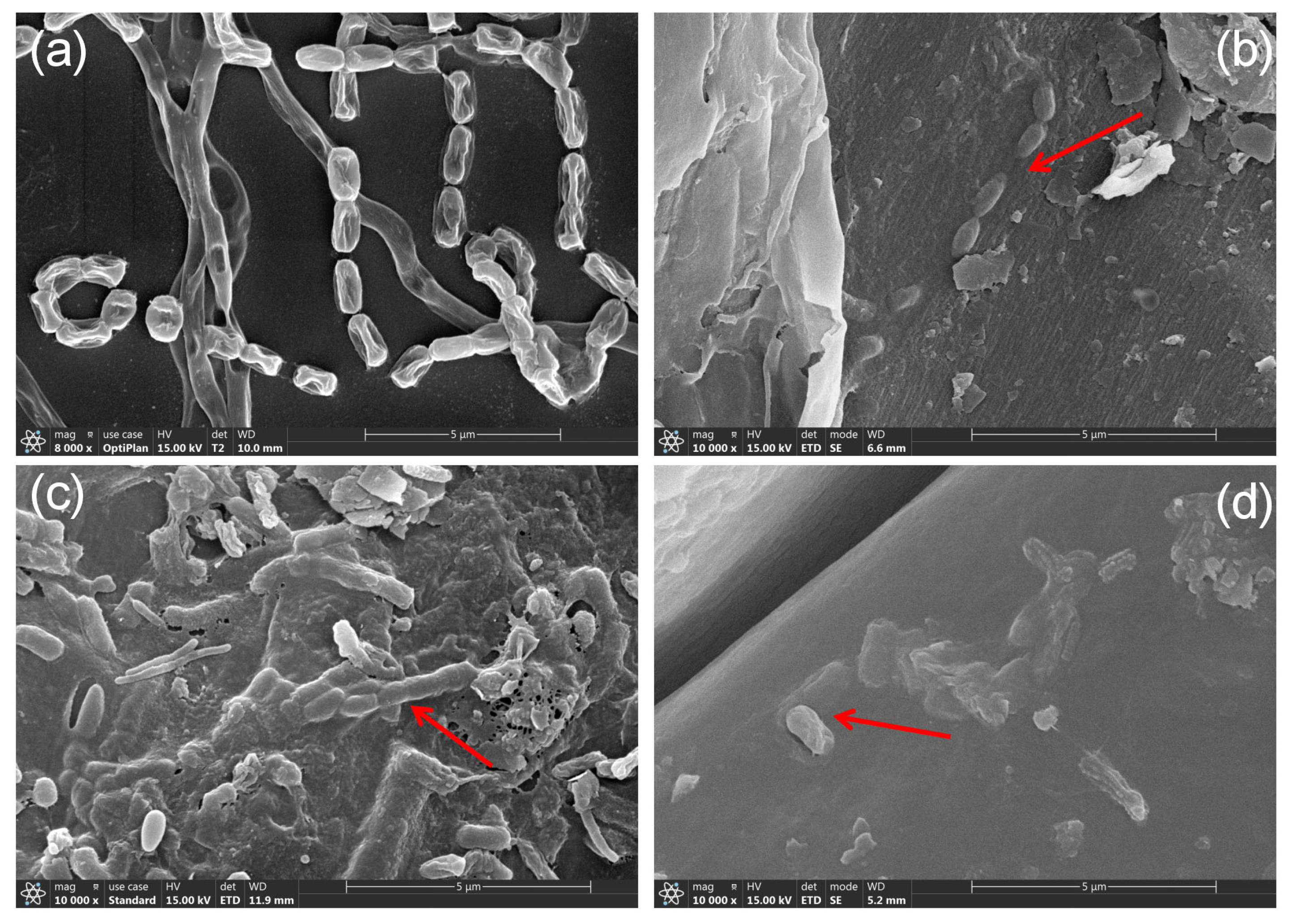 Microorganisms 13 00286 g001