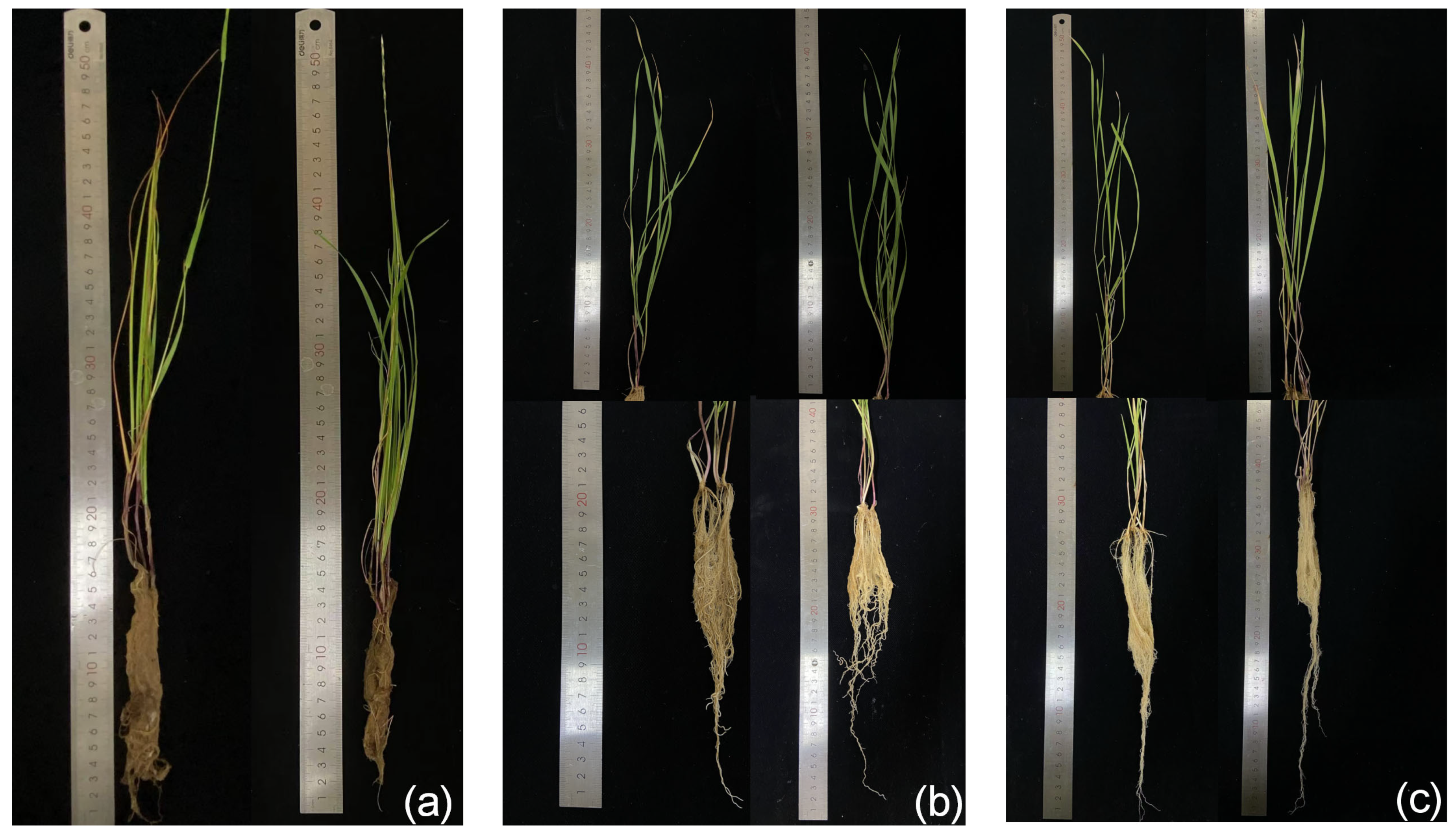 Microorganisms 13 00286 g002