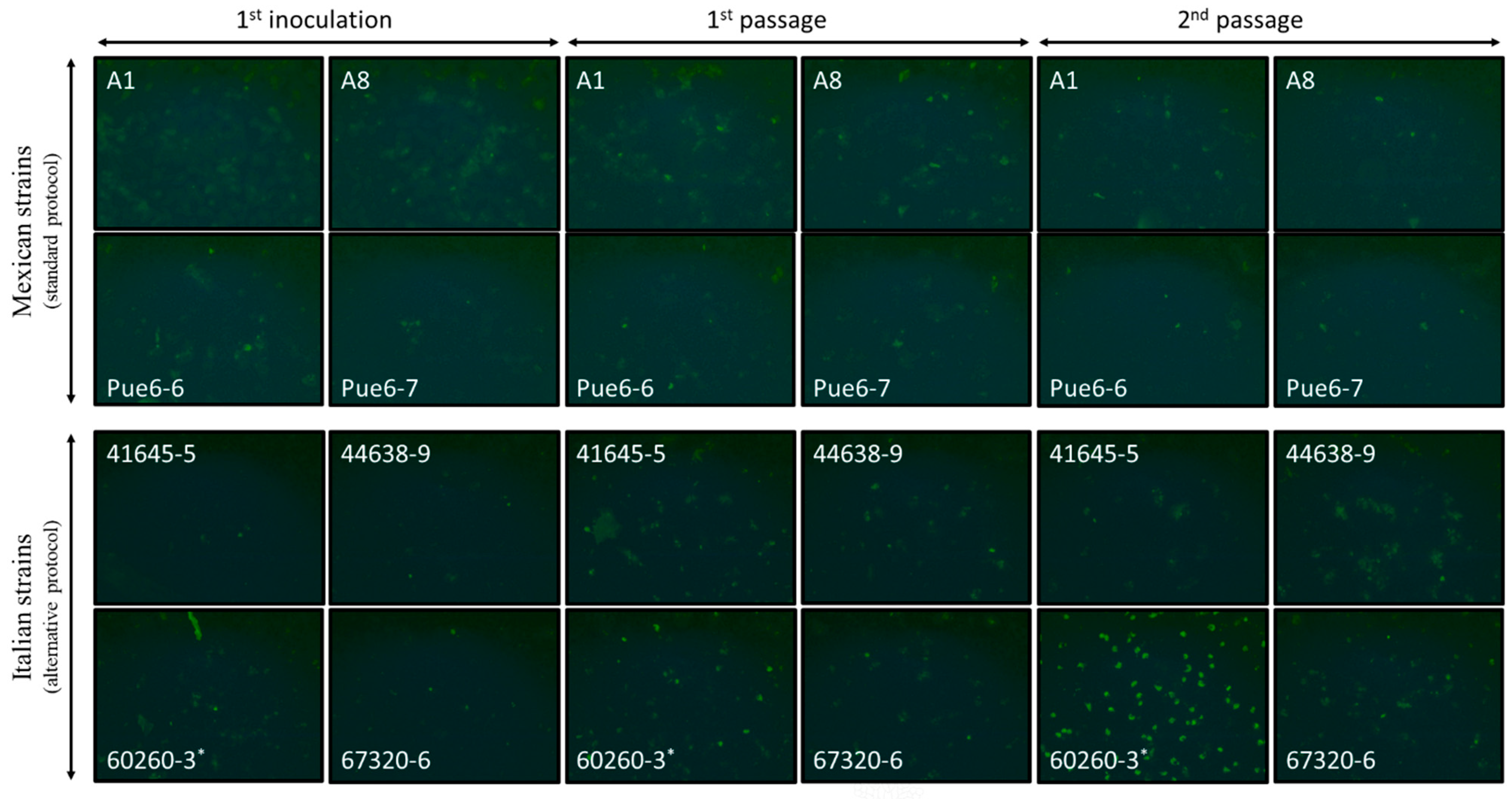 Microorganisms 13 00288 g001