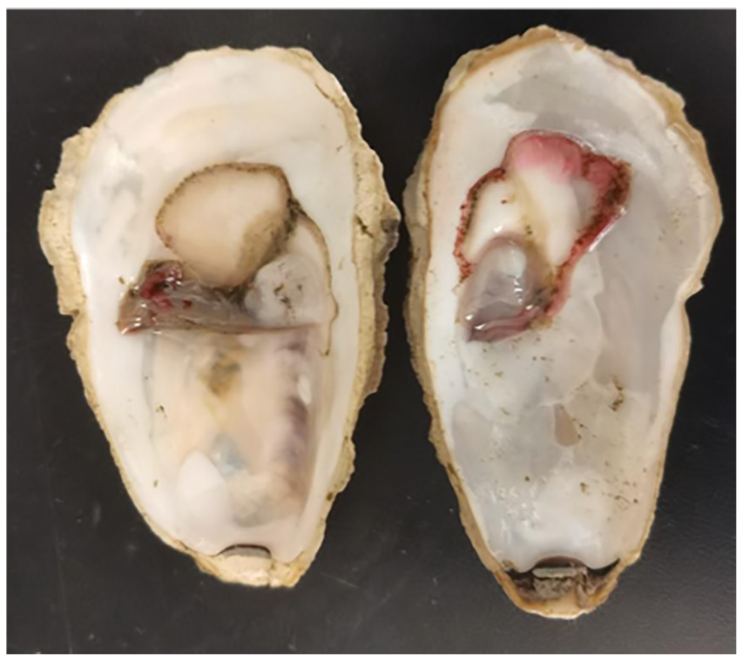Microorganisms 13 00296 g009 Microorganisms 13 00296 g009