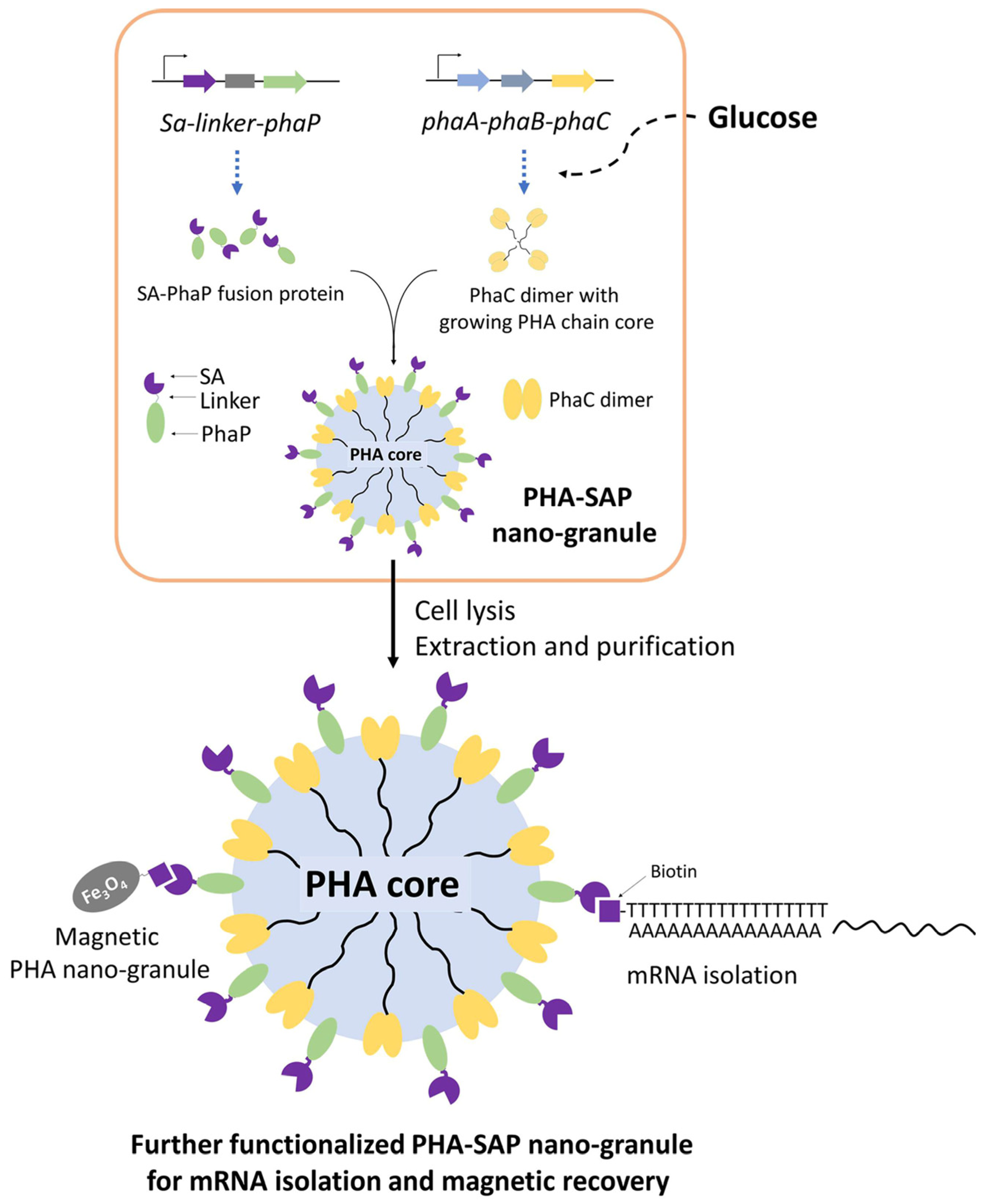 Microorganisms 13 00312 g001