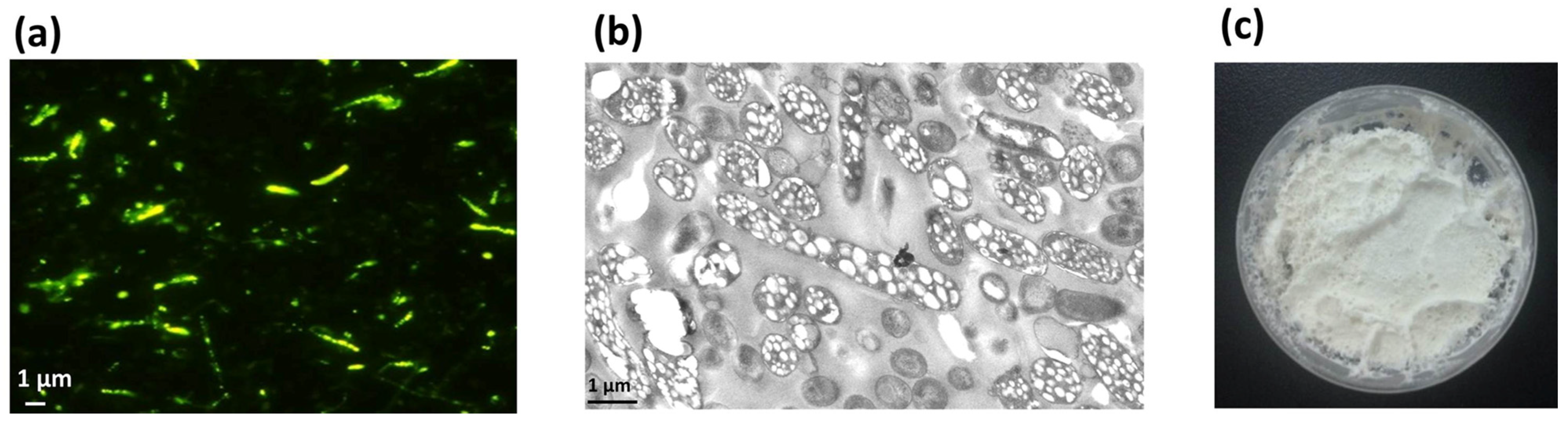 Microorganisms 13 00312 g003