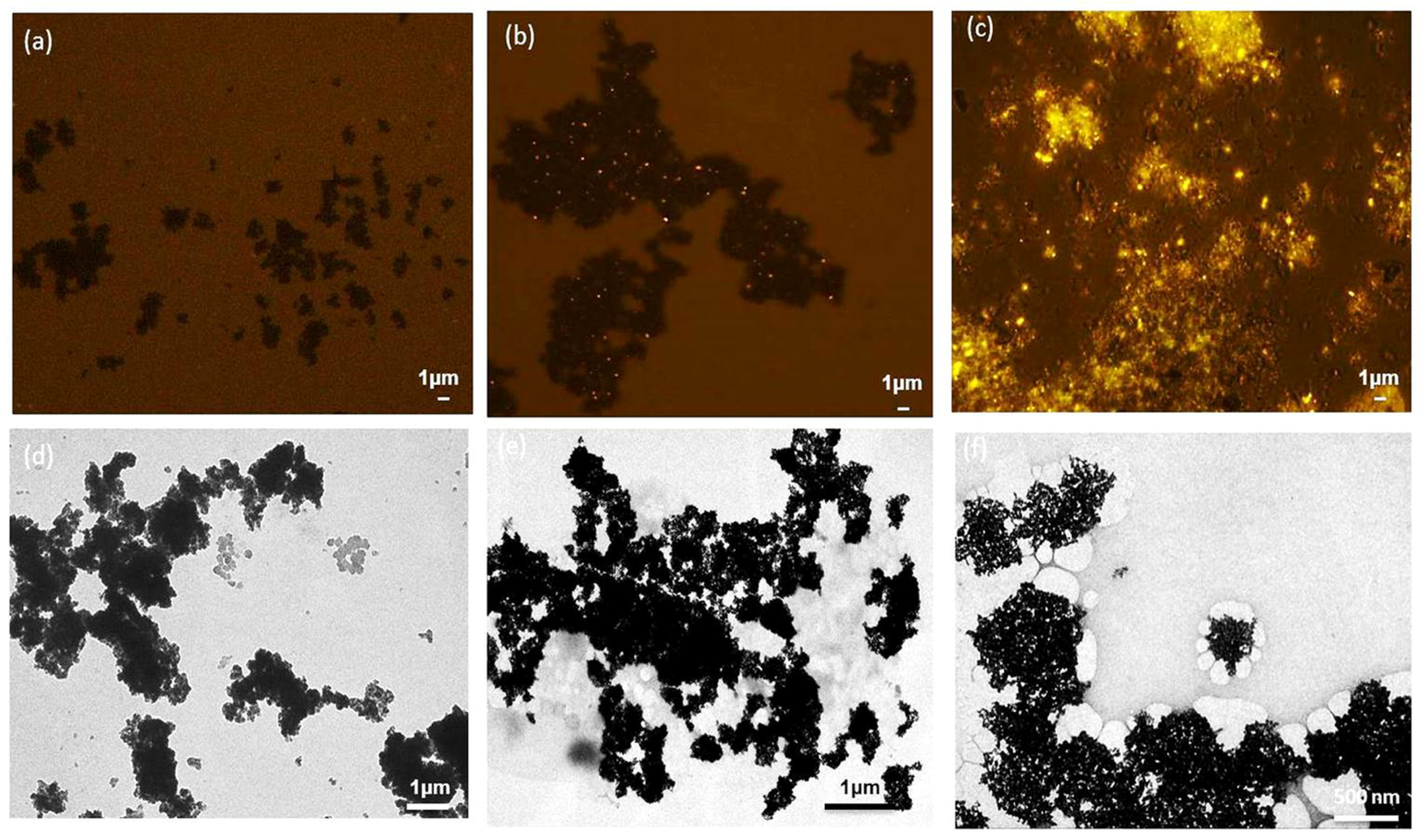 Microorganisms 13 00312 g007