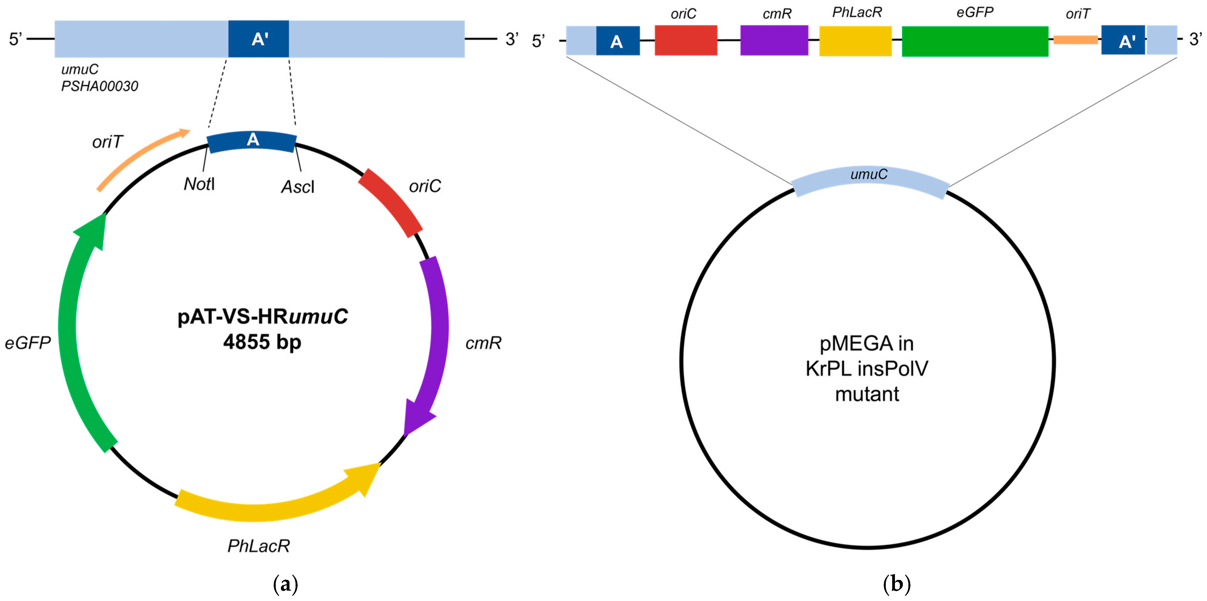 Microorganisms 13 00324 g002