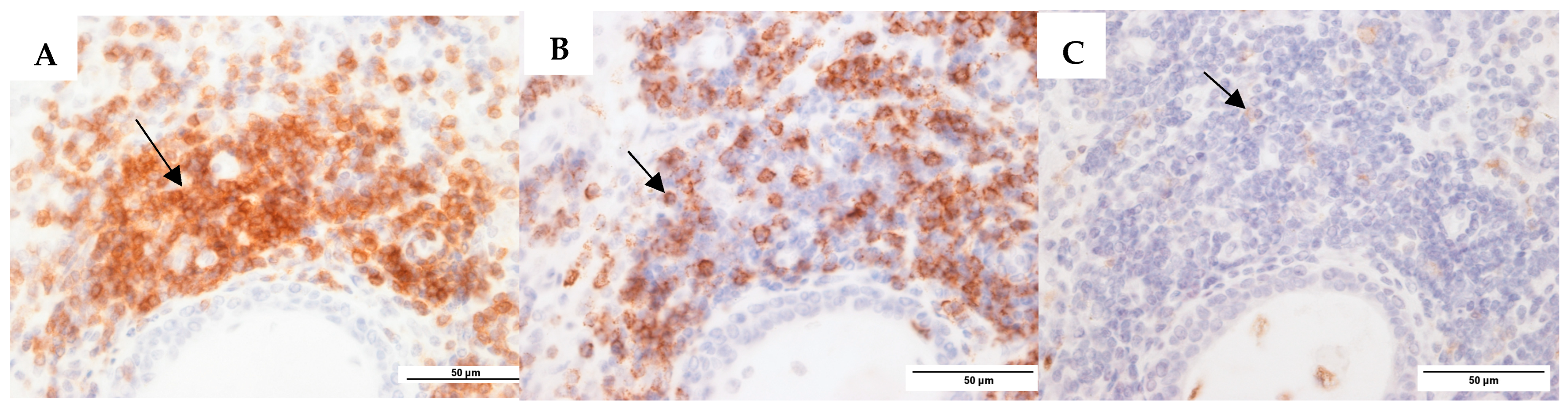 Microorganisms 13 00339 g001