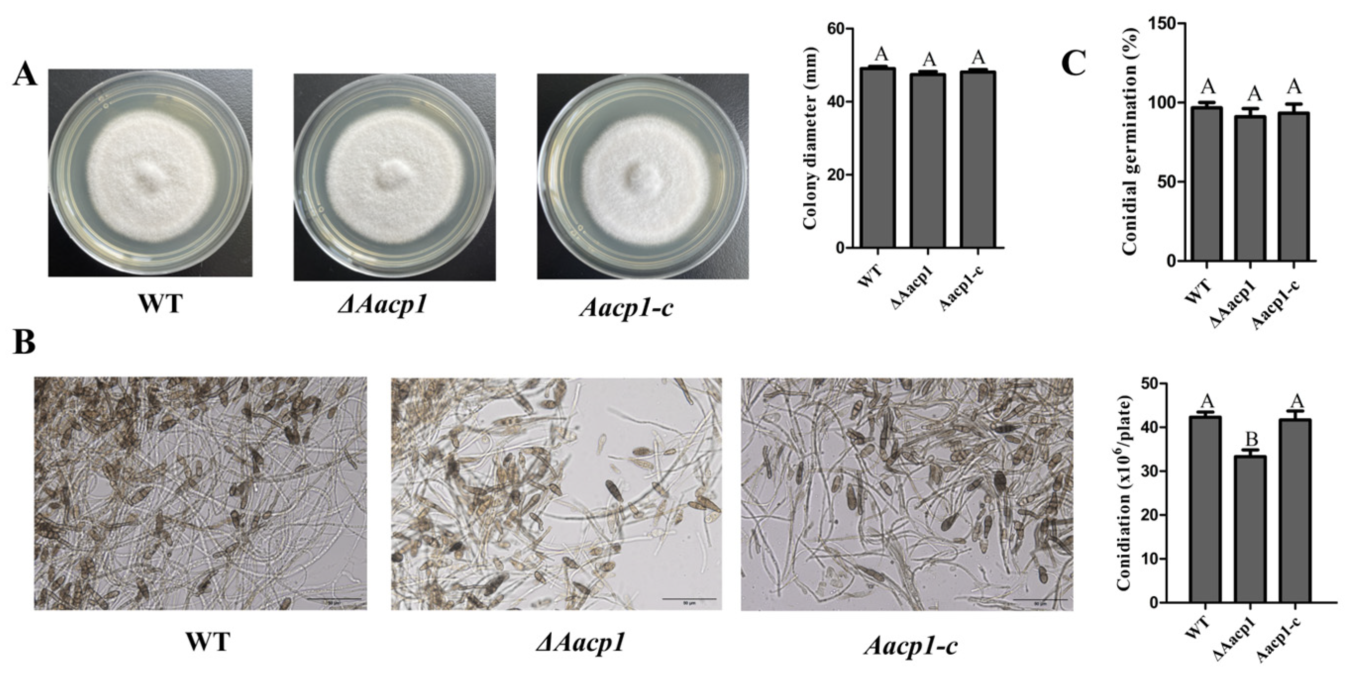 Microorganisms 13 00343 g001