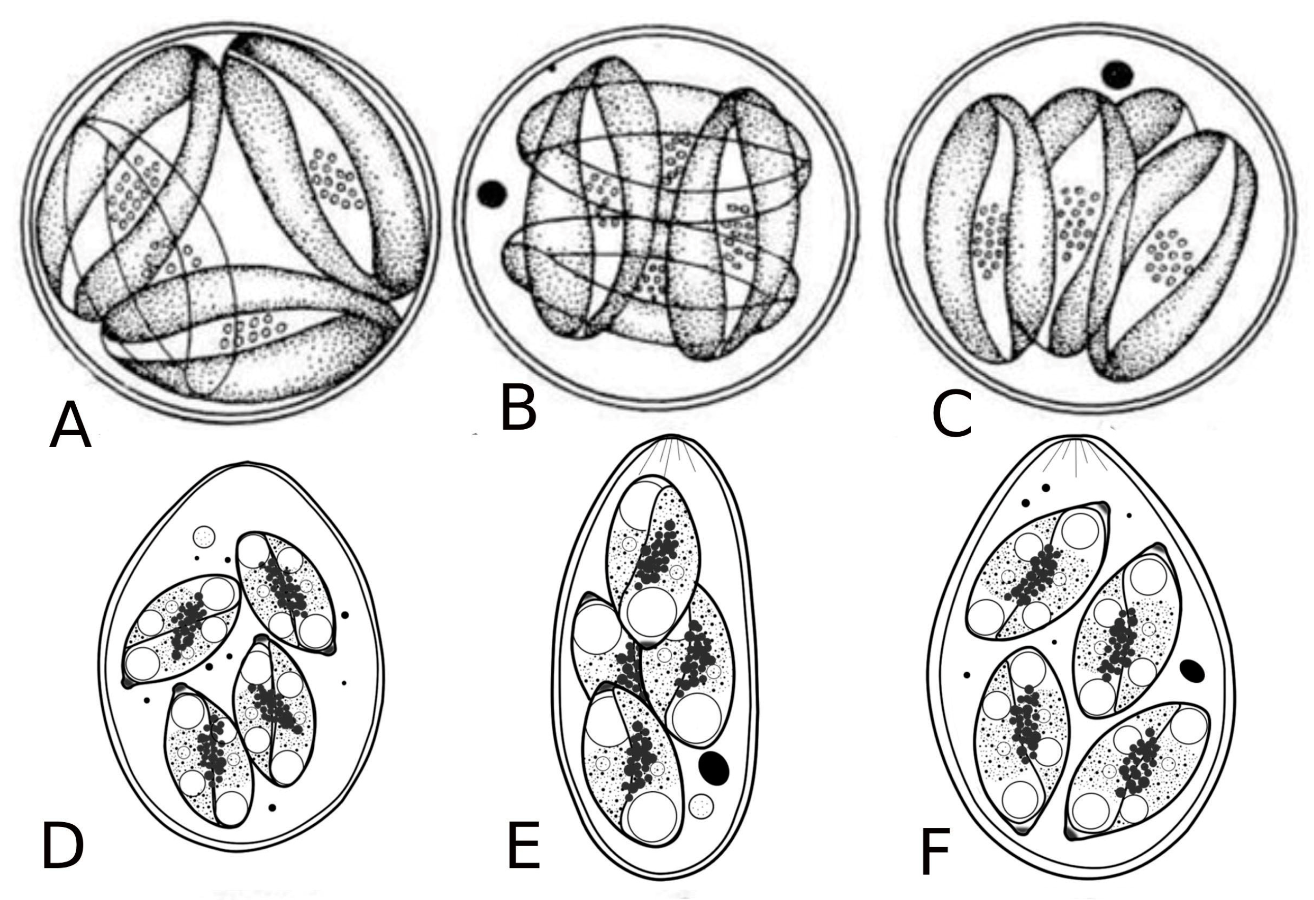 Microorganisms 13 00347 g005