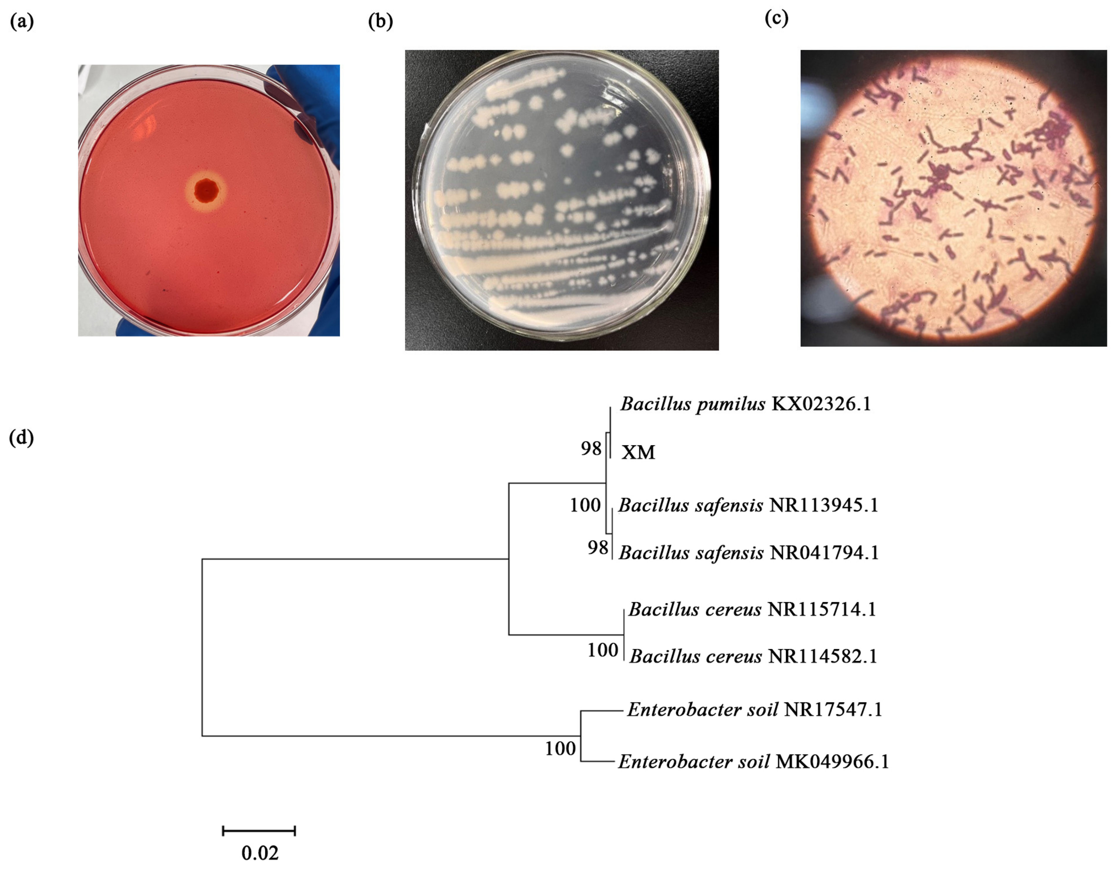 Microorganisms 13 00348 g004