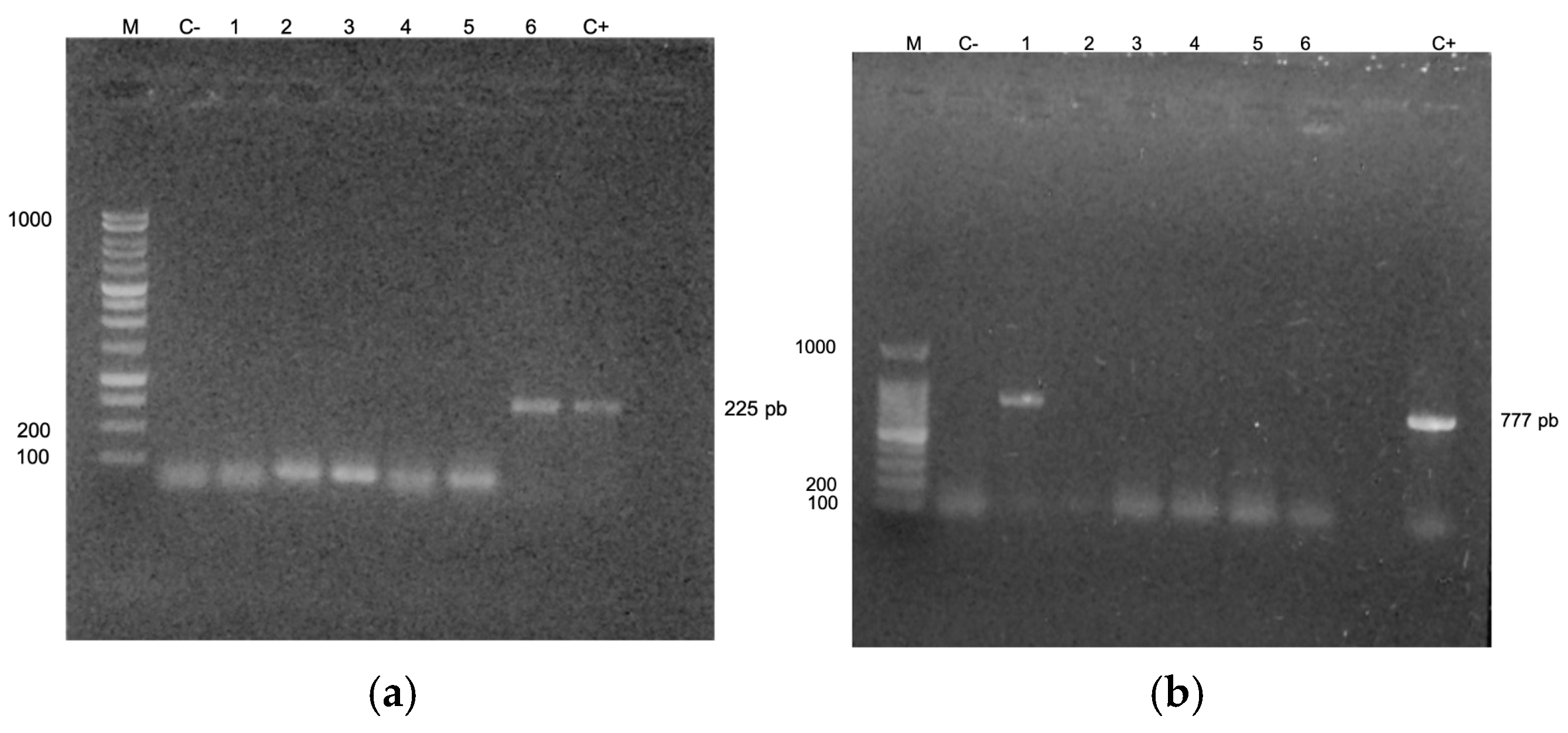 Microorganisms 13 00352 g003