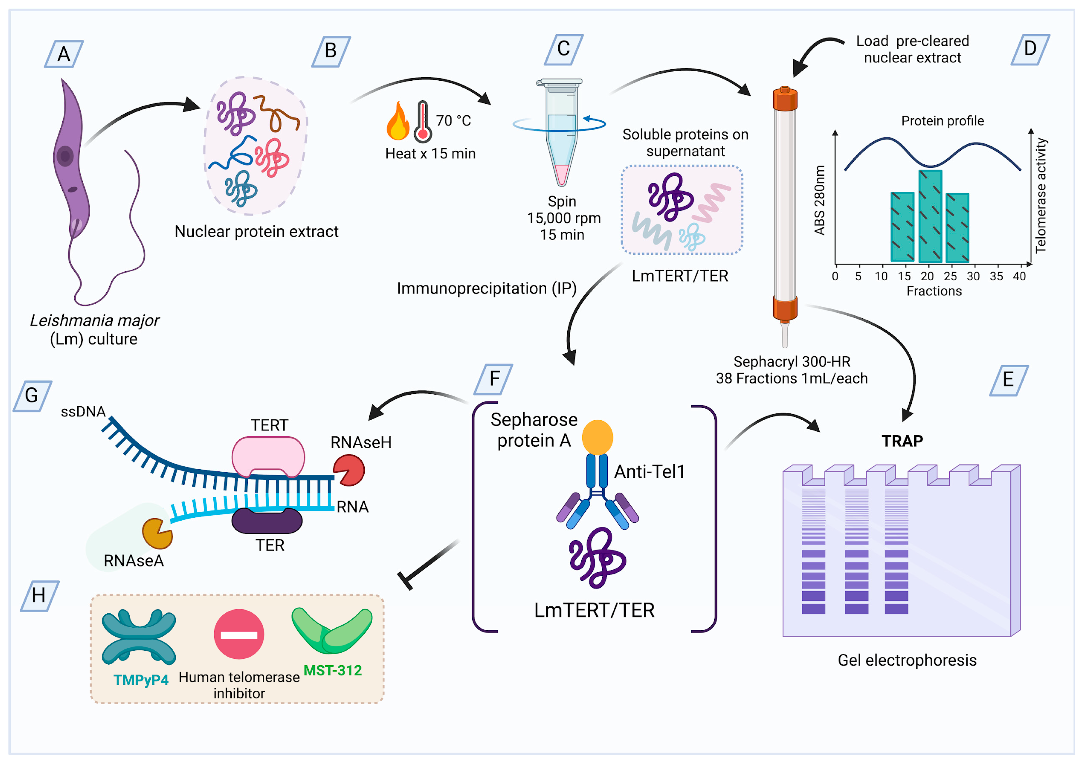 Microorganisms 13 00357 g001 Microorganisms 13 00357 g001