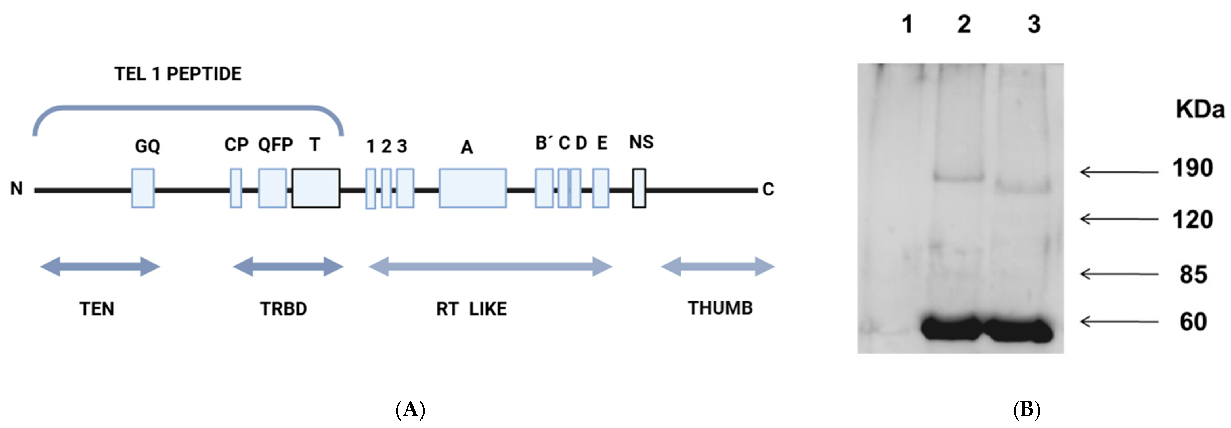 Microorganisms 13 00357 g003 Microorganisms 13 00357 g003