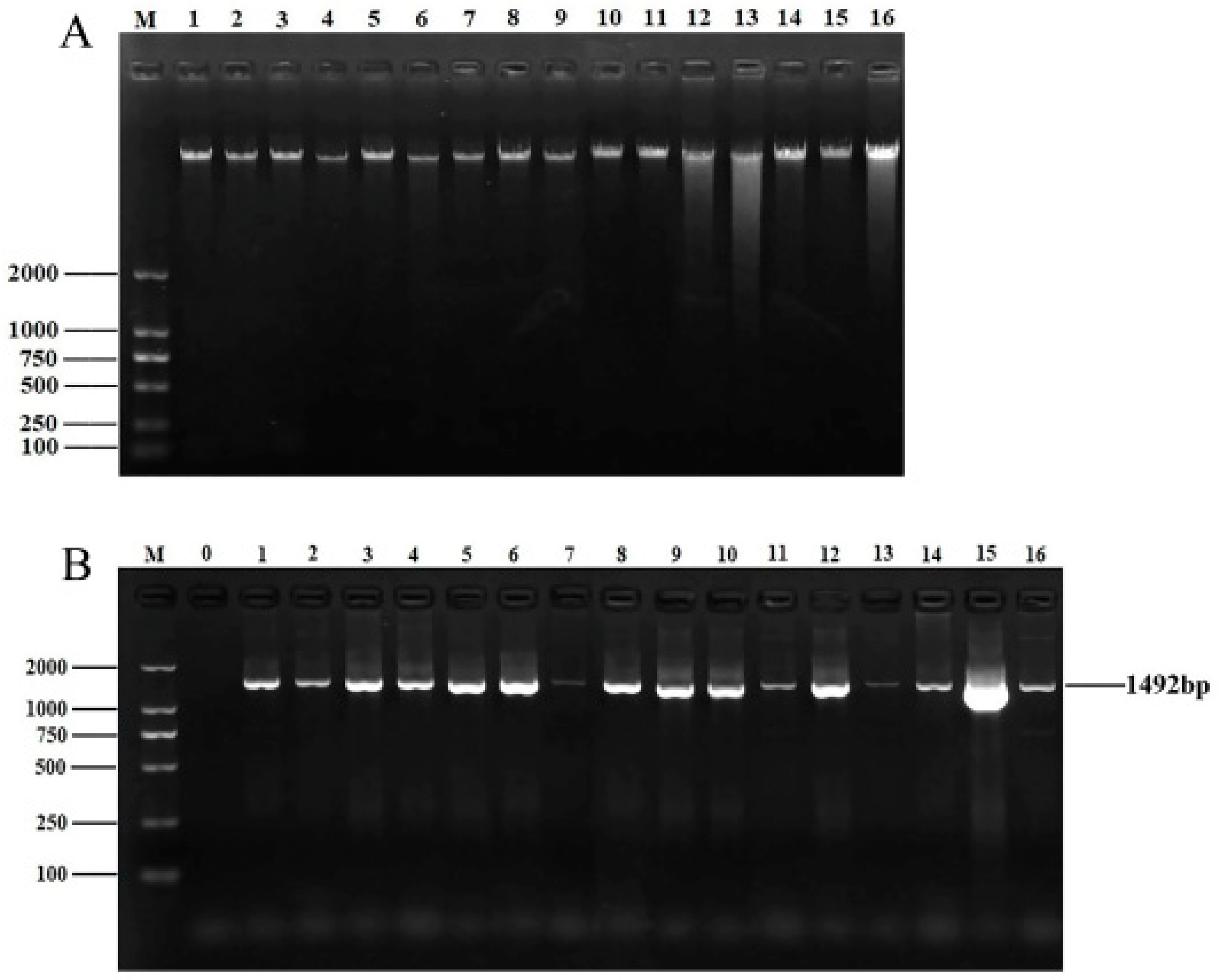 Microorganisms 13 00361 g001