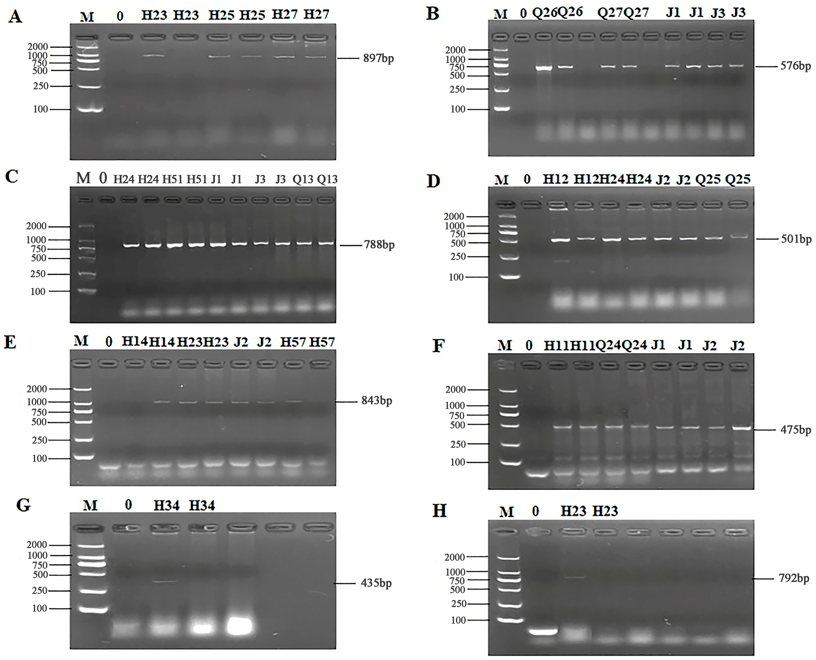 Microorganisms 13 00361 g004