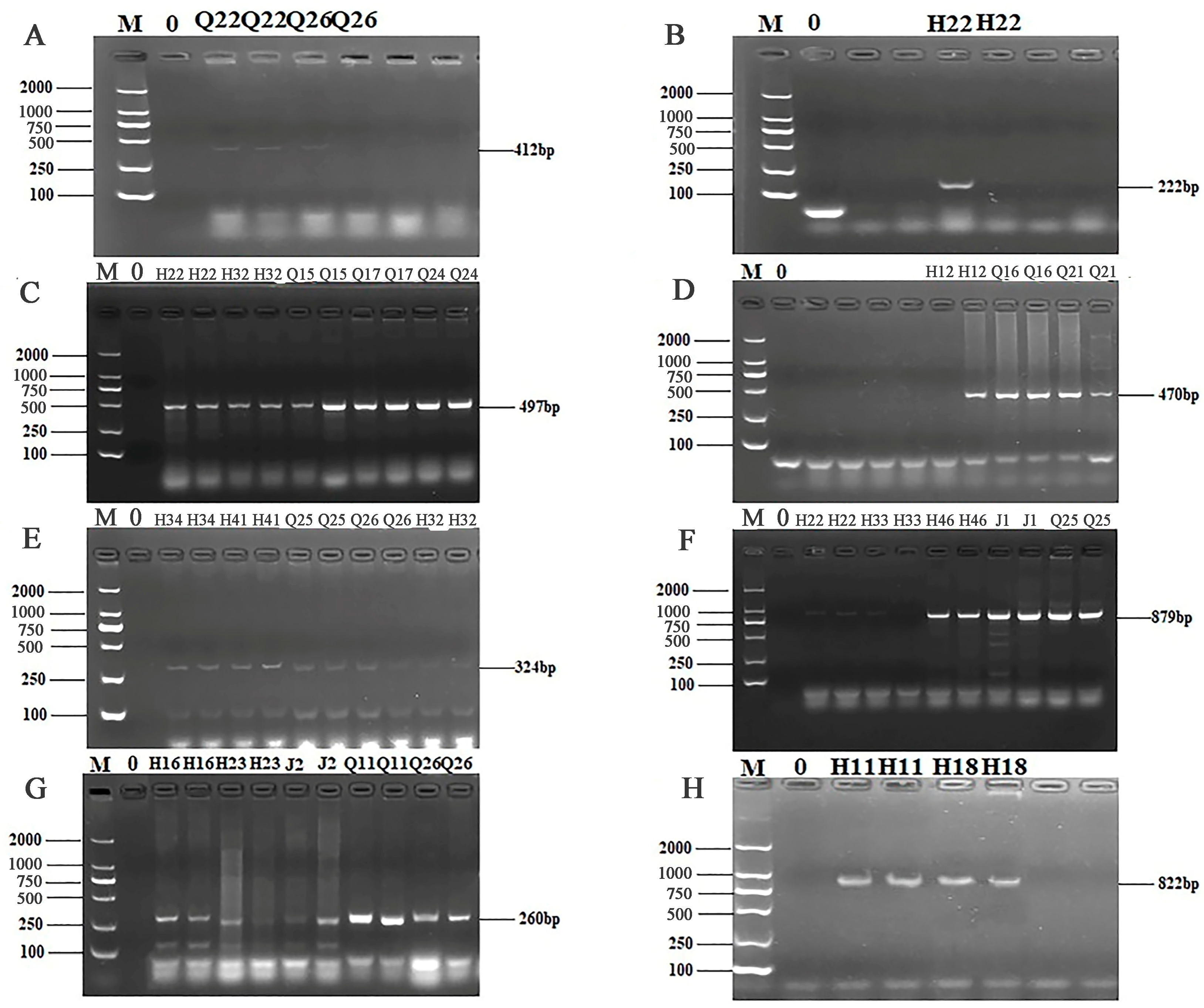 Microorganisms 13 00361 g005