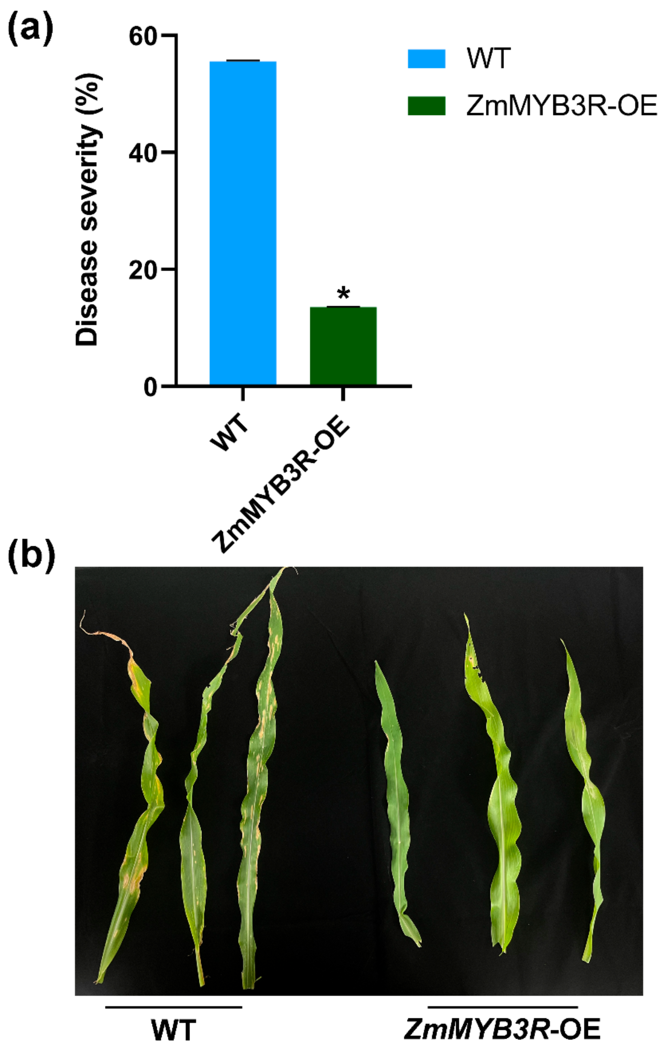 Microorganisms 13 00362 g006 Microorganisms 13 00362 g006
