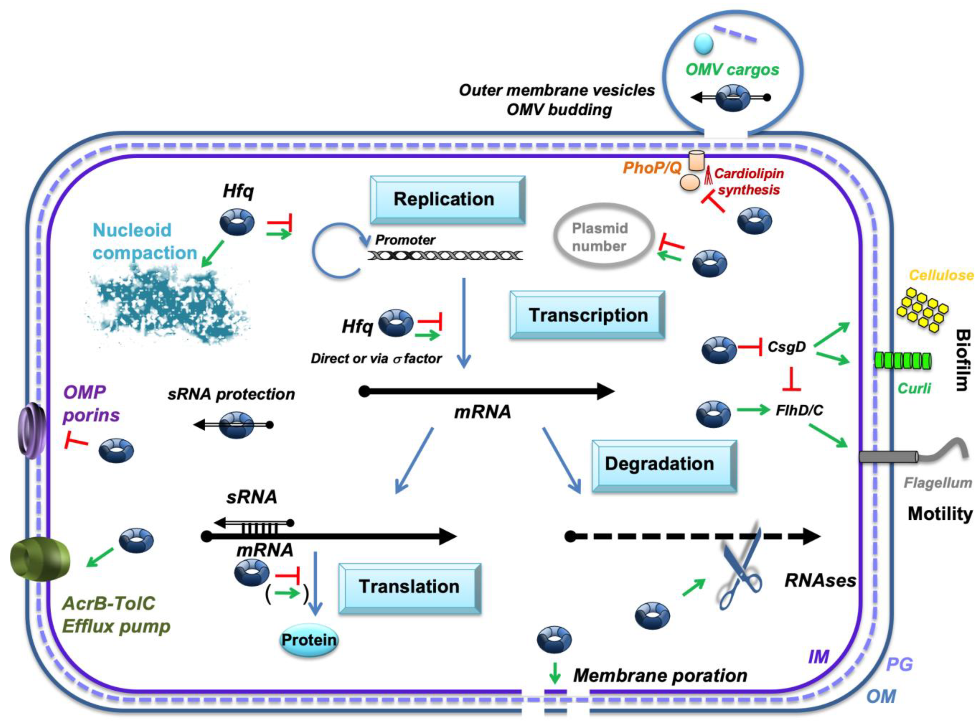 Microorganisms 13 00364 g001
