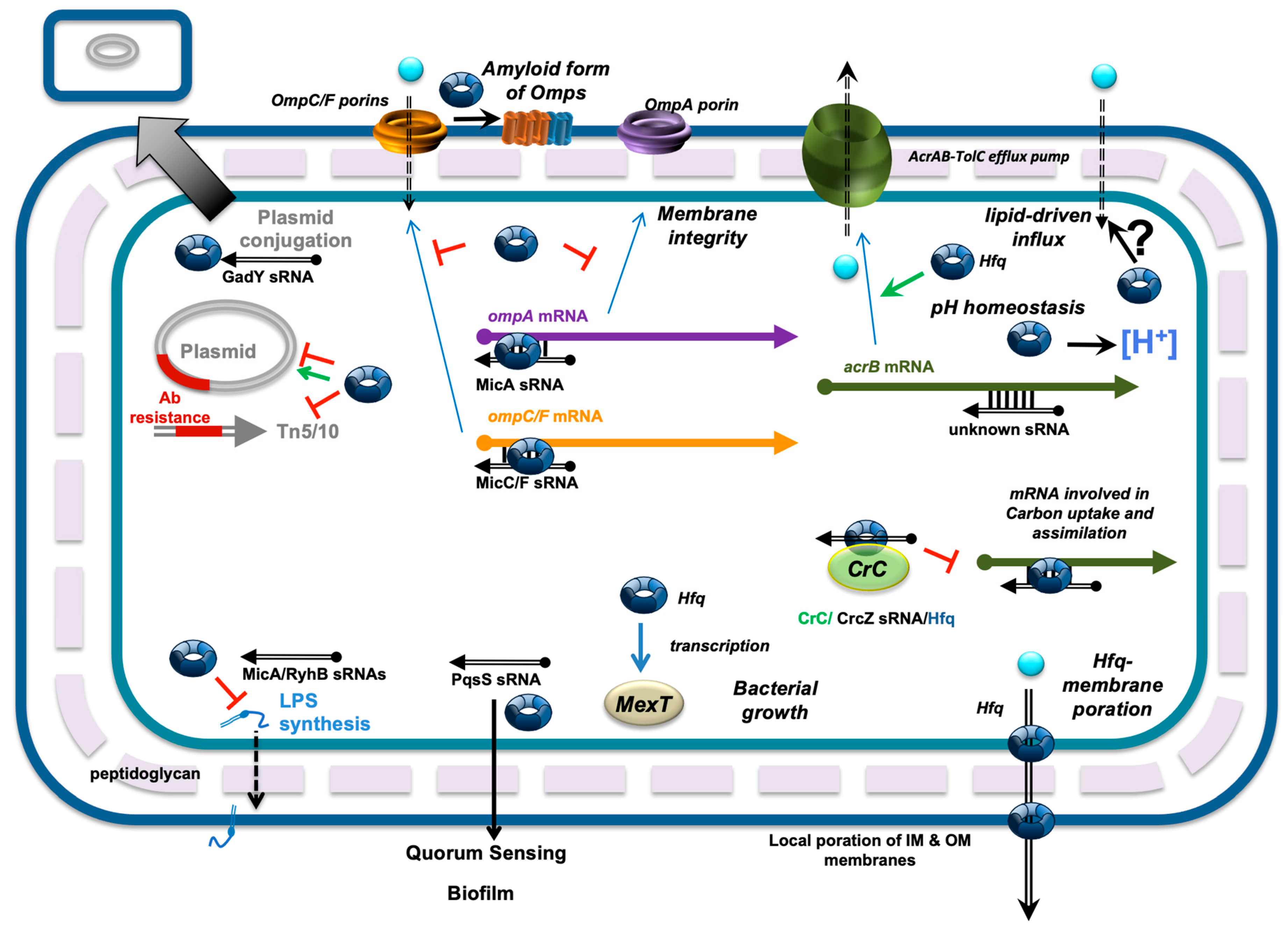 Microorganisms 13 00364 g002
