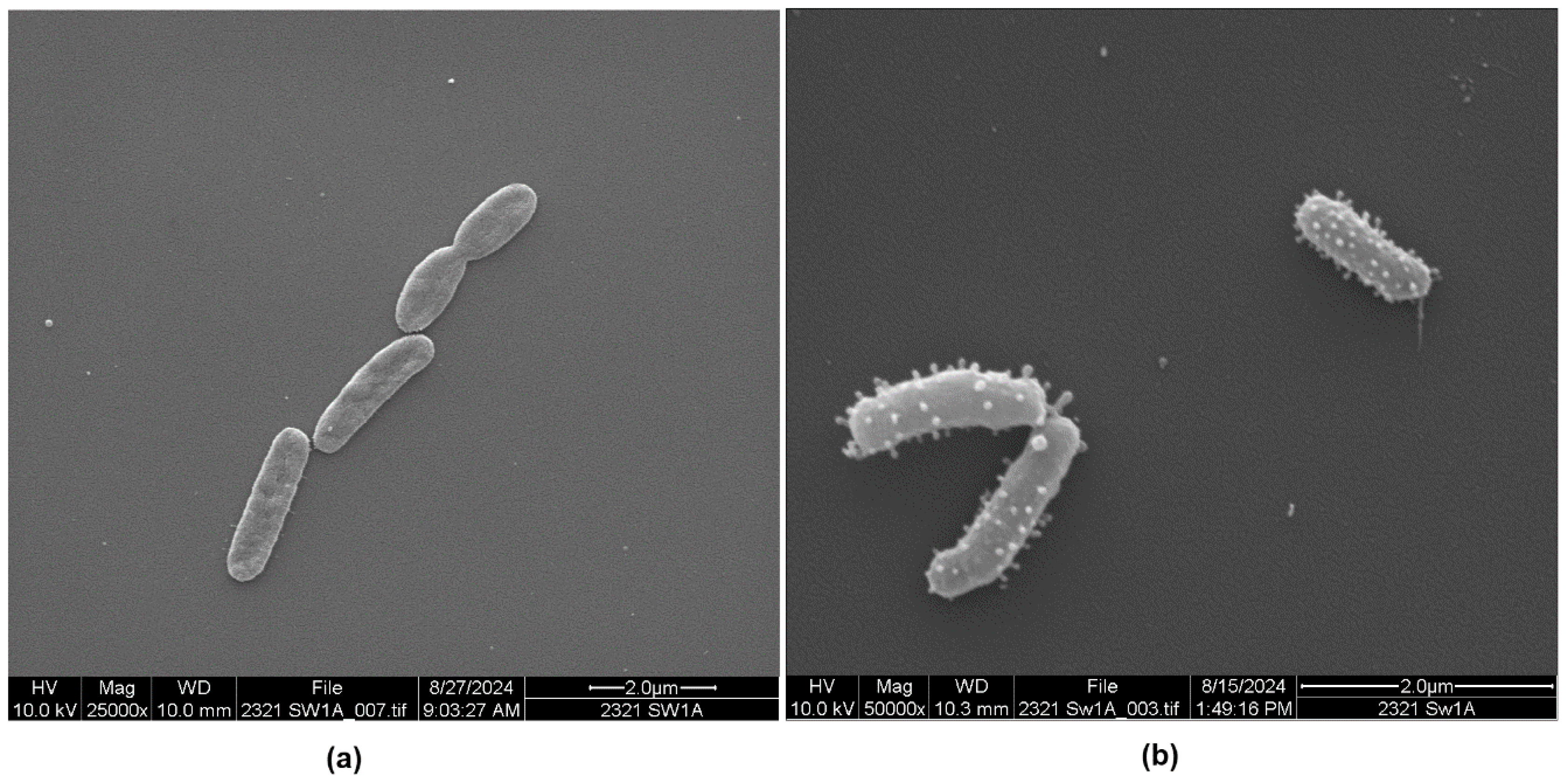 Microorganisms 13 00365 g001