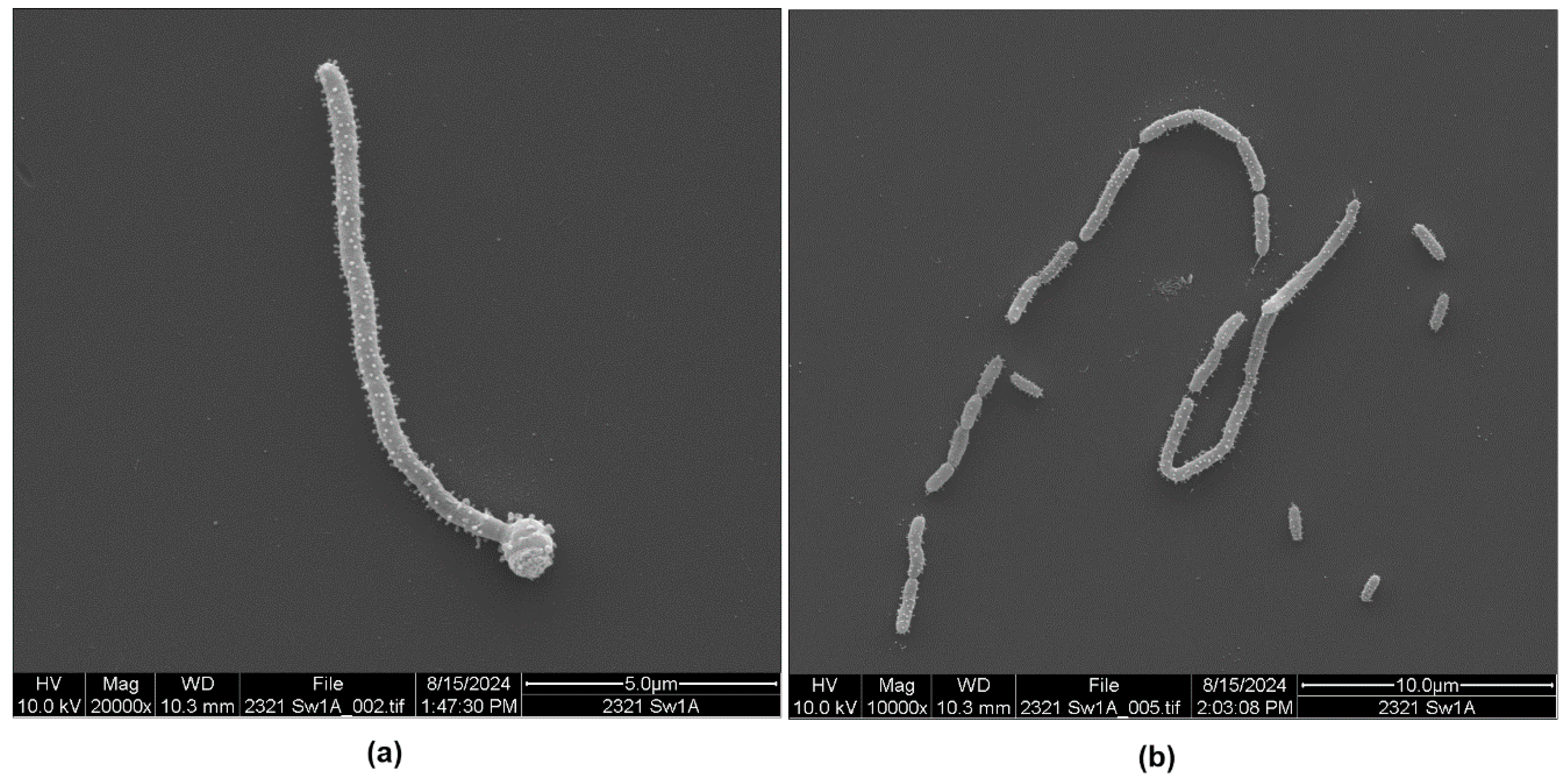 Microorganisms 13 00365 g002