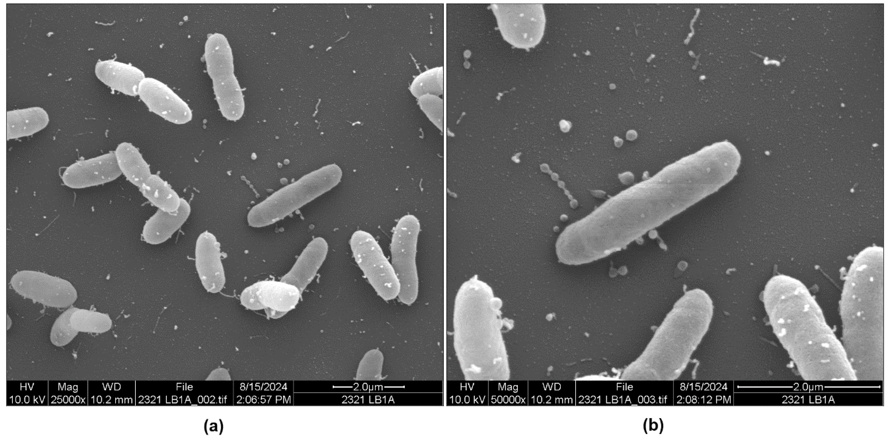 Microorganisms 13 00365 g003