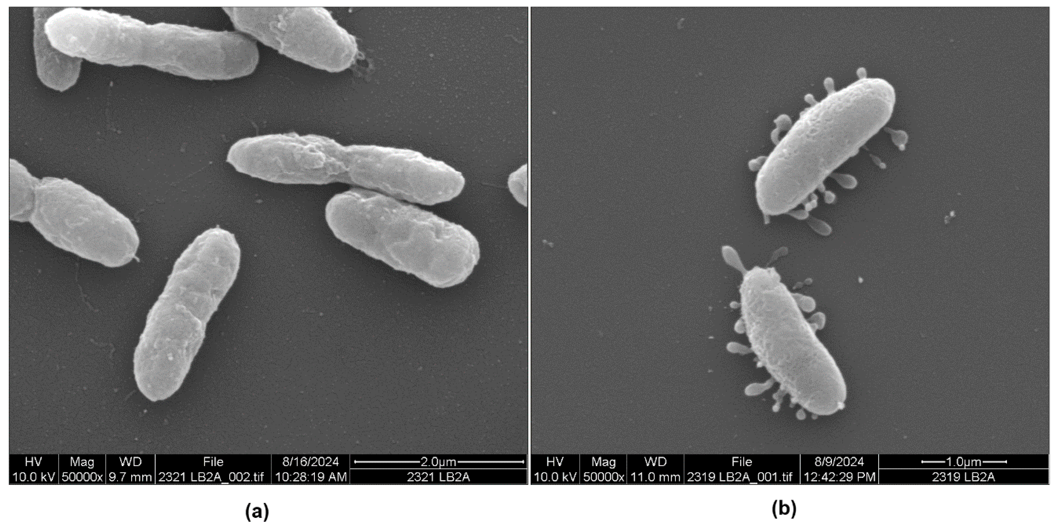Microorganisms 13 00365 g004