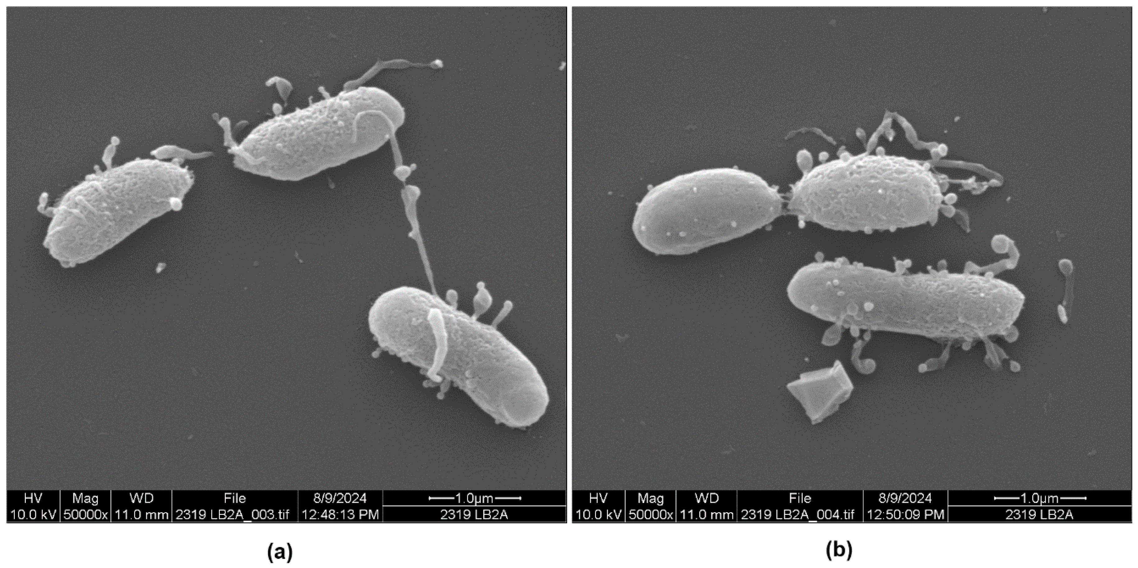 Microorganisms 13 00365 g005