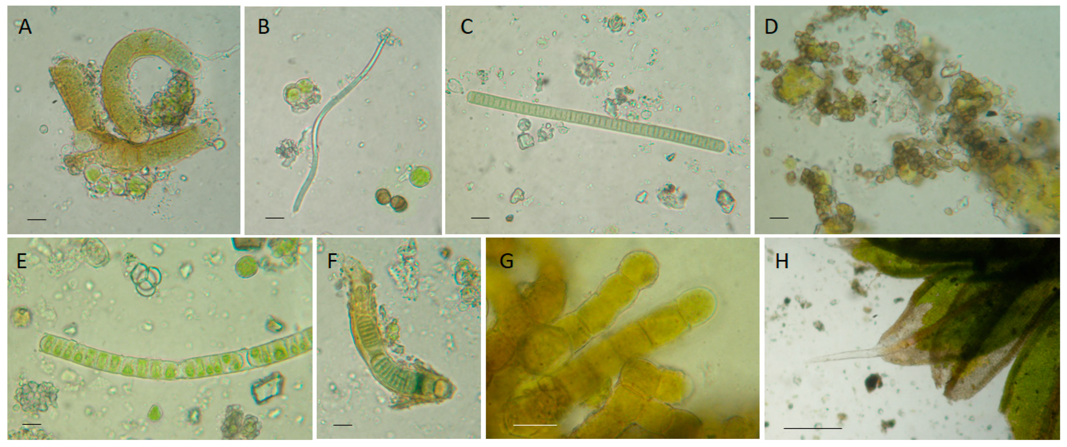 Microorganisms 13 00375 g004