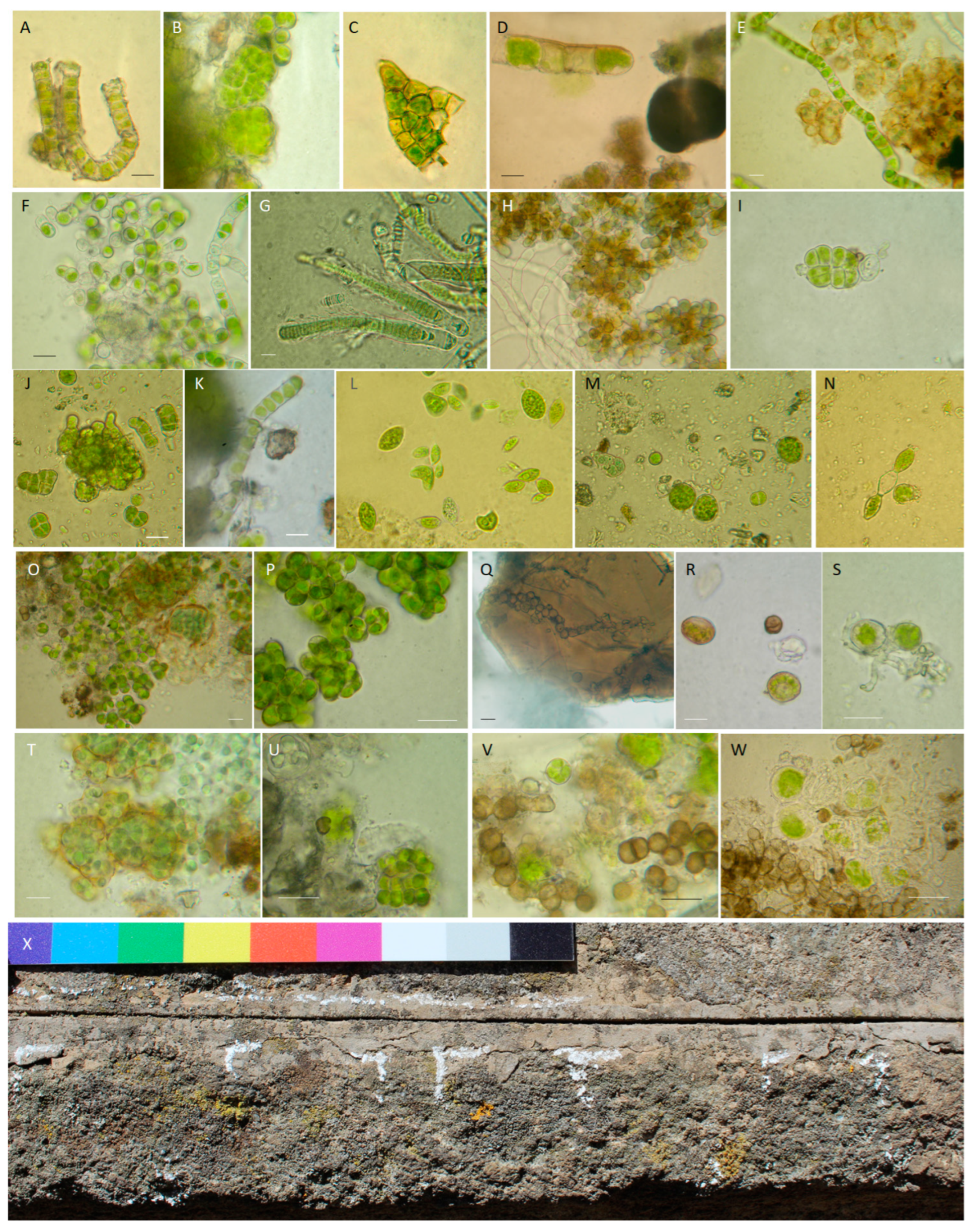 Microorganisms 13 00375 g006