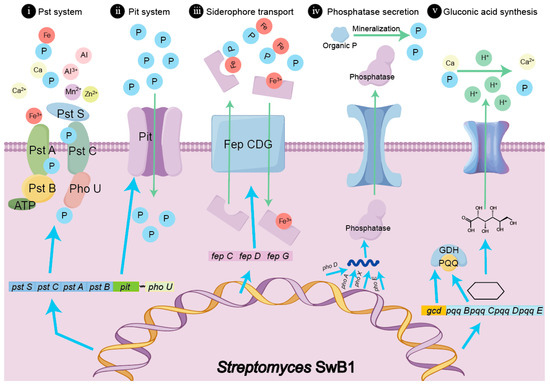 Revealing the Existence of Diverse Strategies for Phosphorus