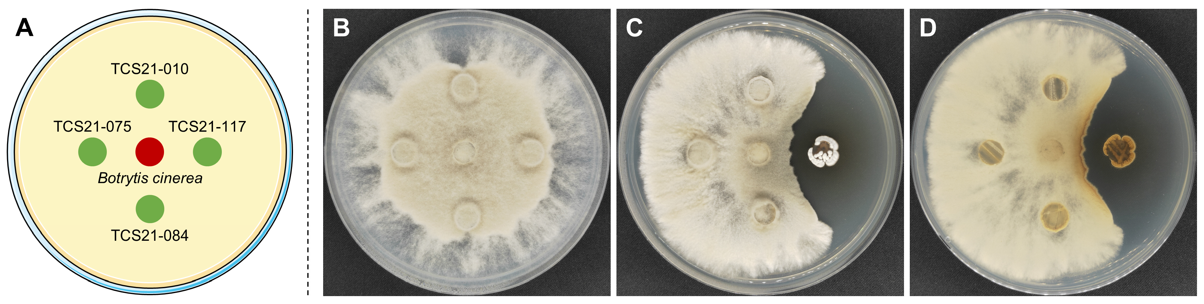 Microorganisms 13 00379 g002