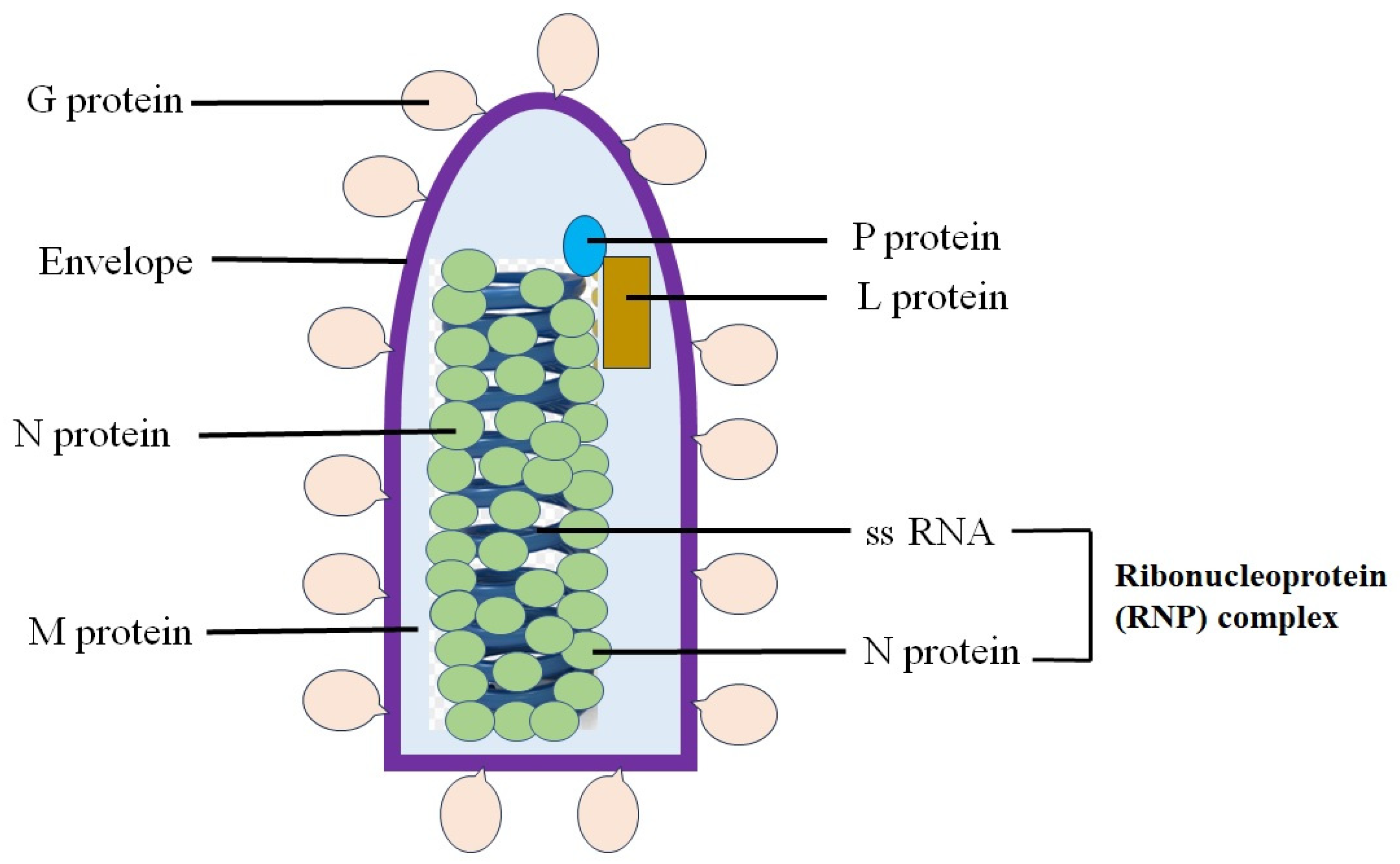 Microorganisms 13 00380 g001