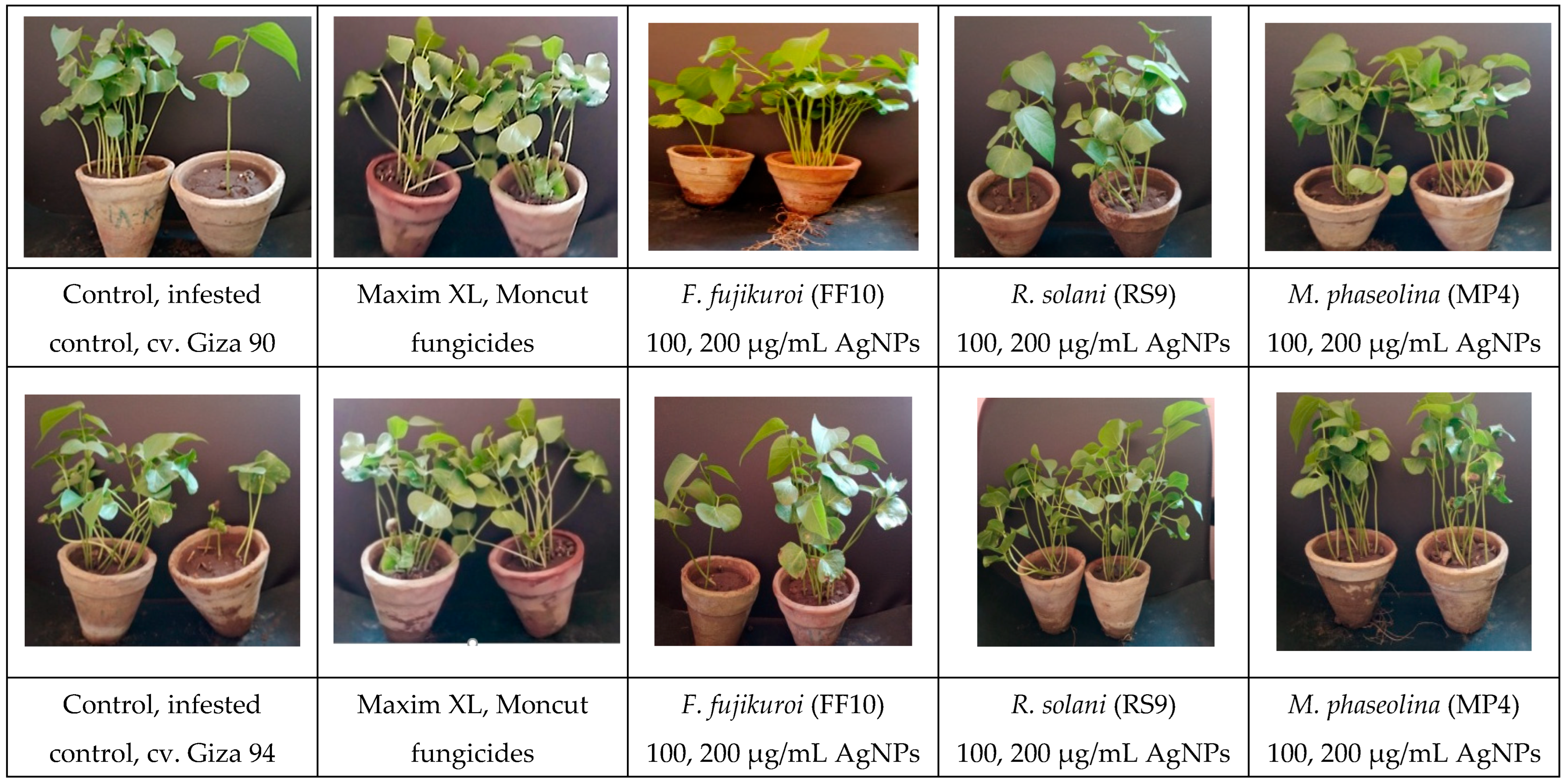 Microorganisms 13 00383 g012