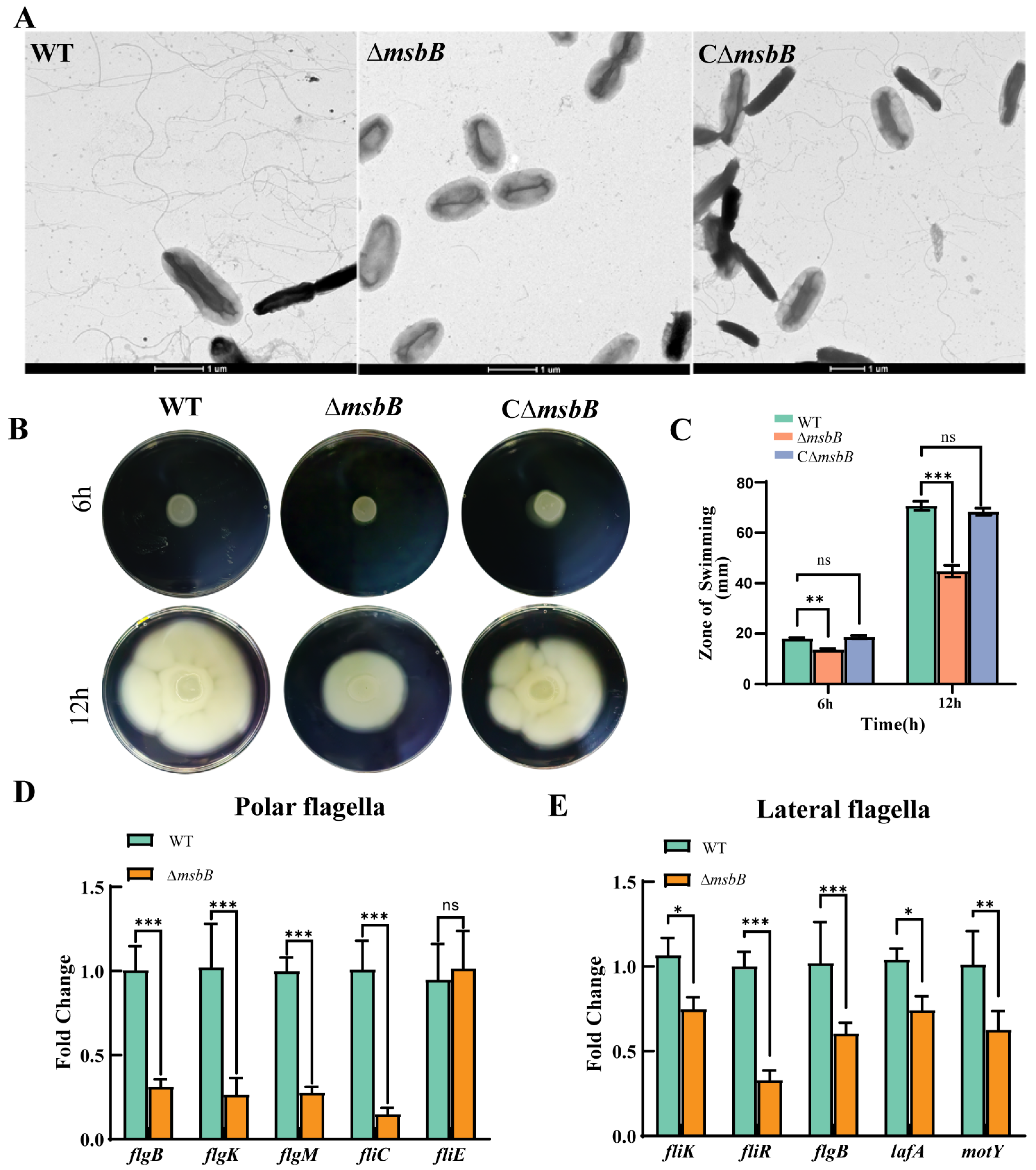Microorganisms 13 00386 g003