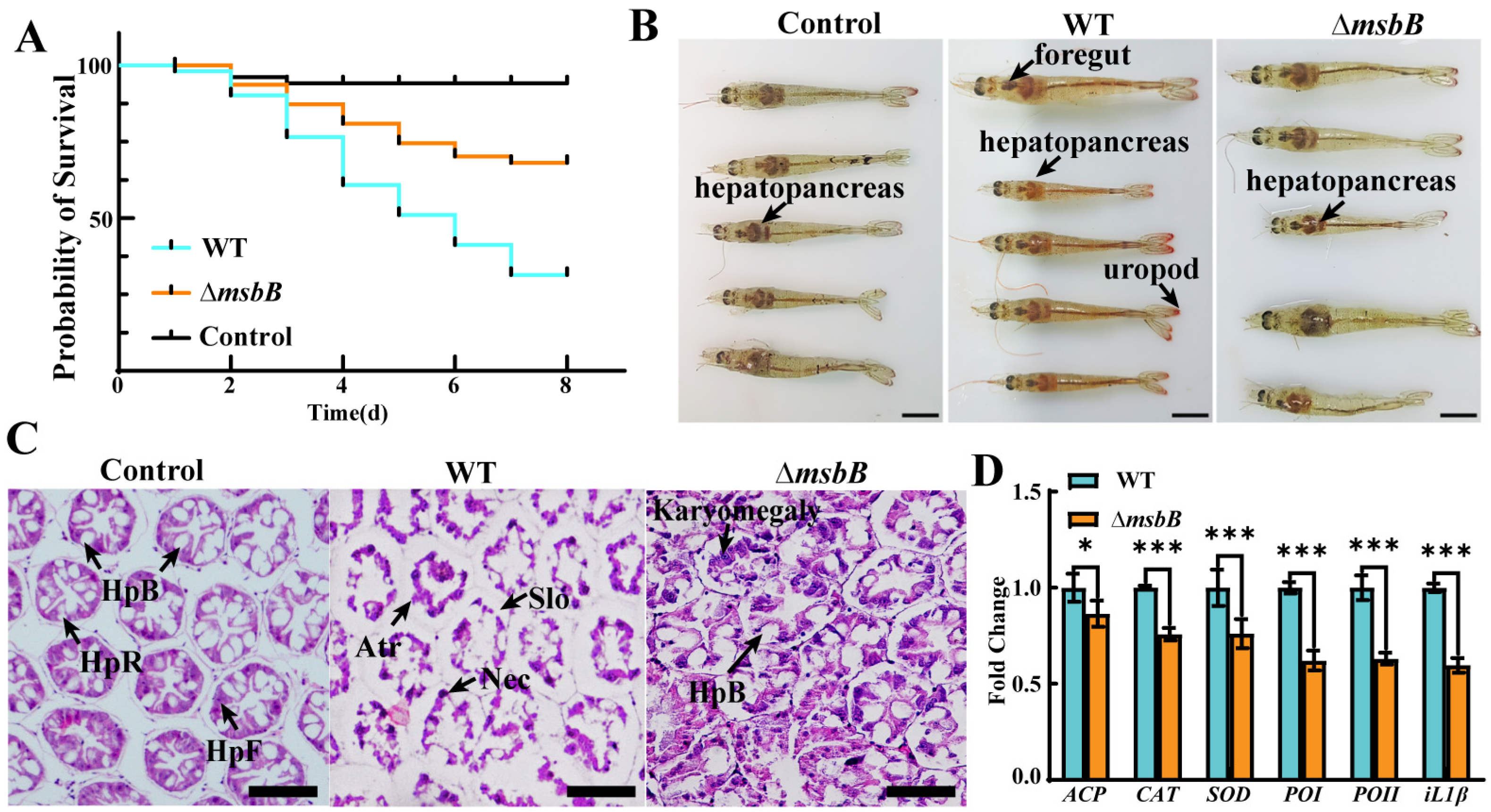 Microorganisms 13 00386 g005