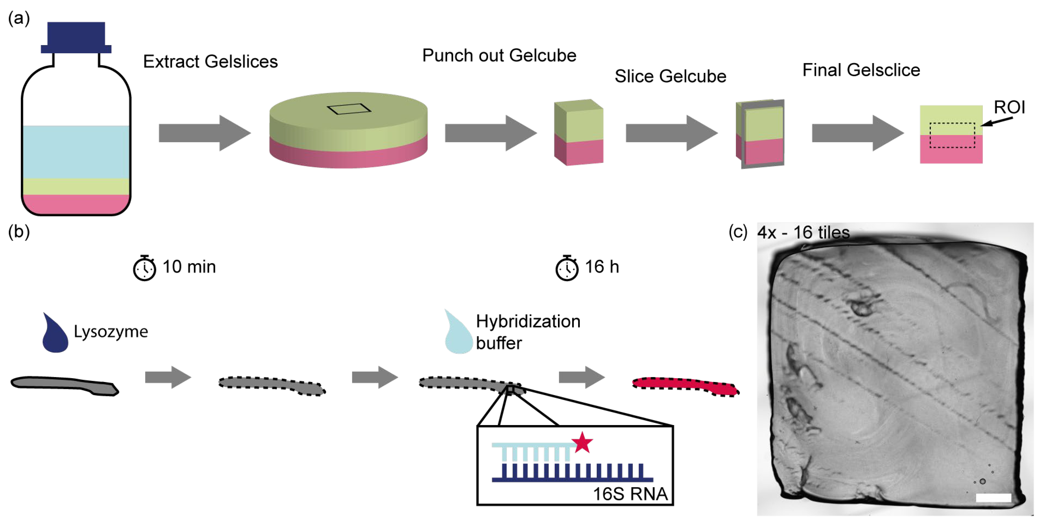 Microorganisms 13 00387 g001